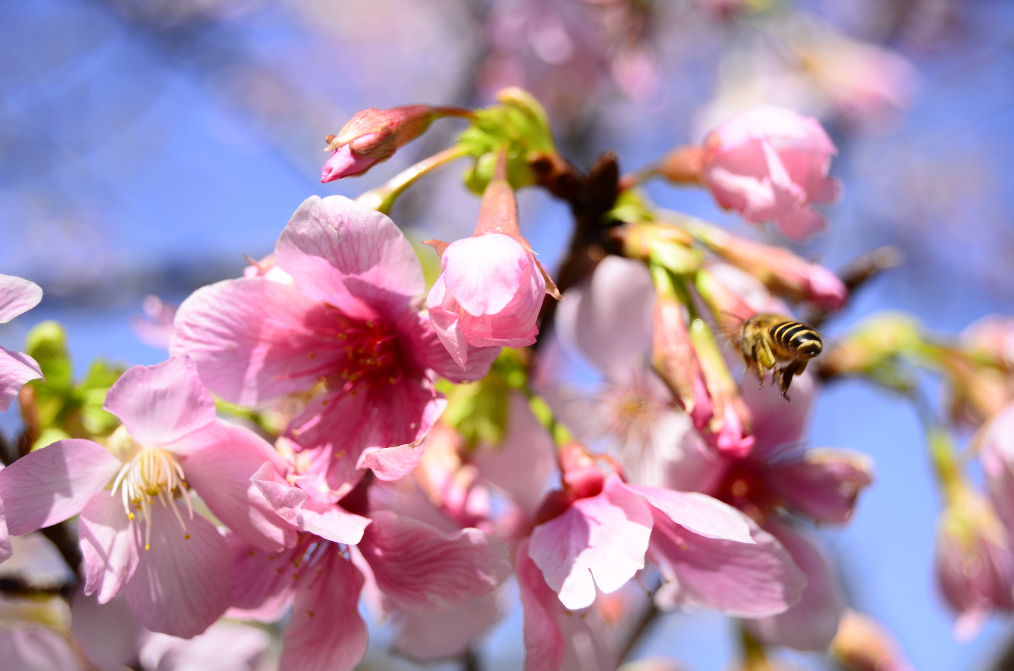 Nikon D7000 sample photo. 蜂花之恋 photography