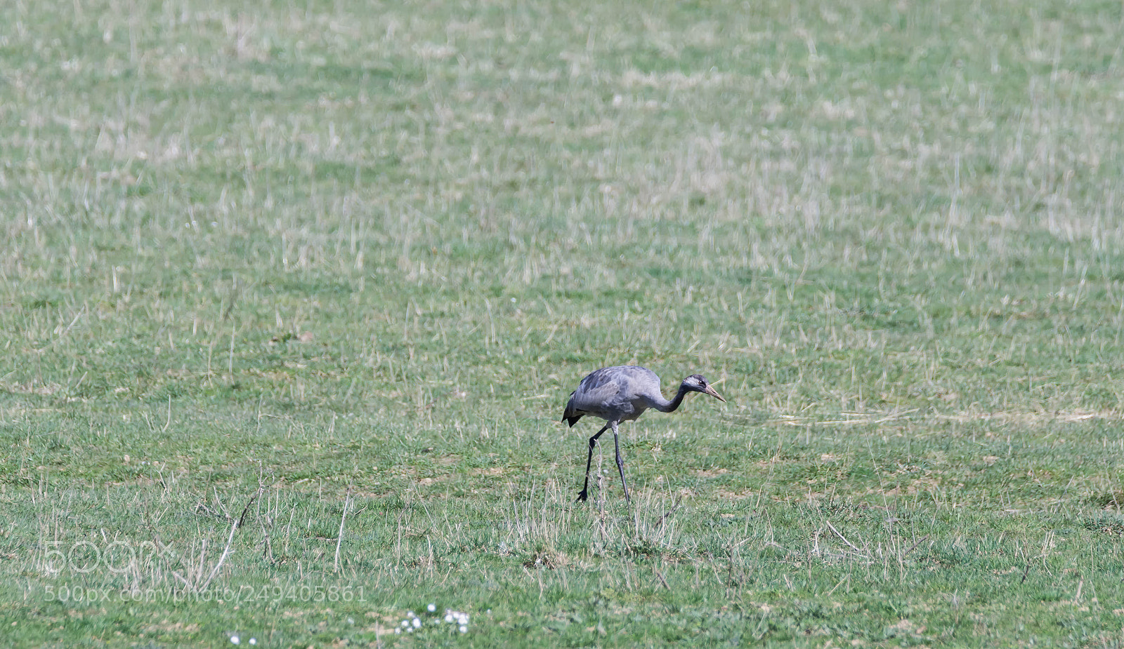 Nikon D7200 sample photo. Grue cendrée juvenile photography