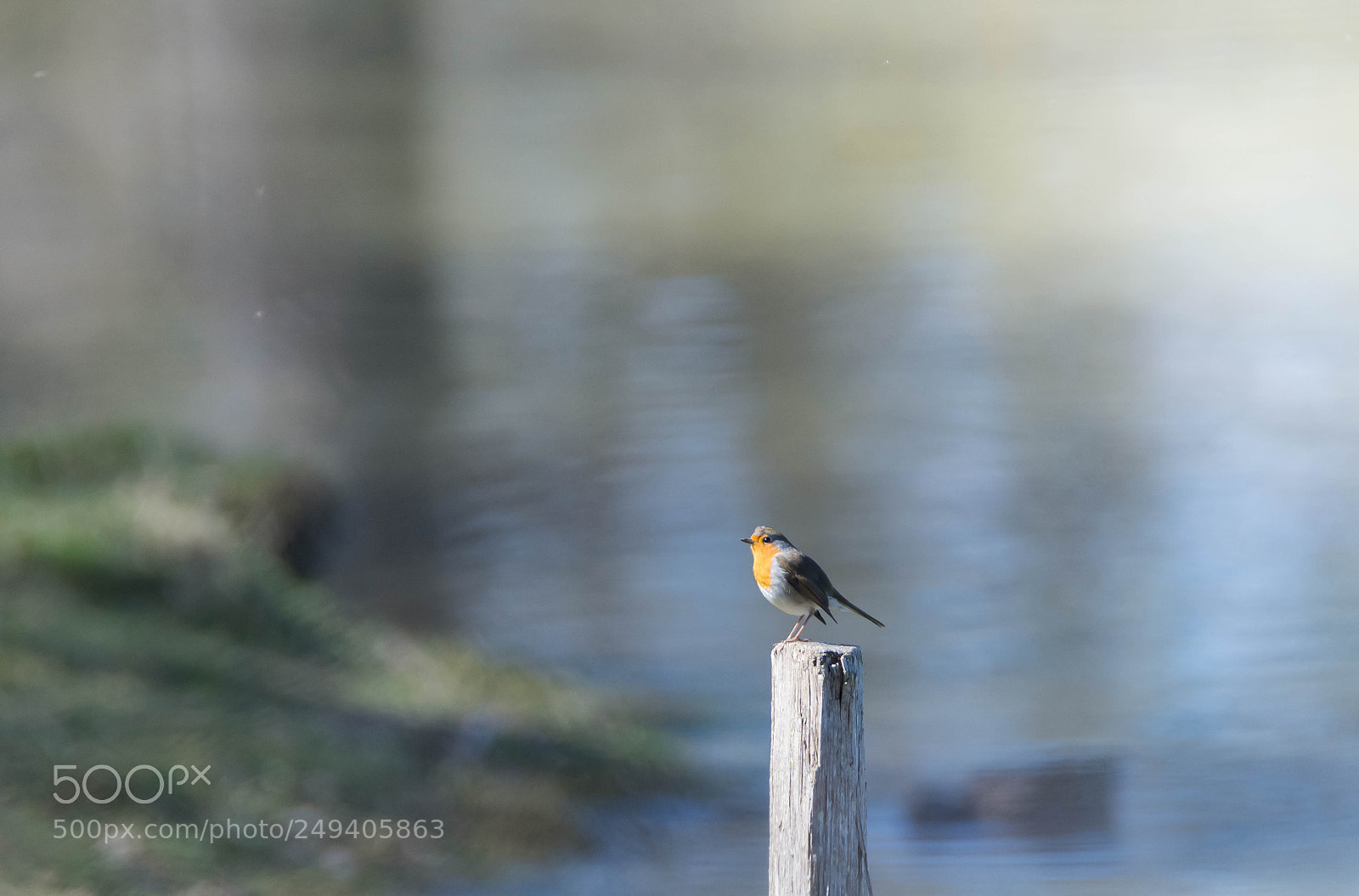 Nikon D7200 sample photo. Rouge-gorge photography