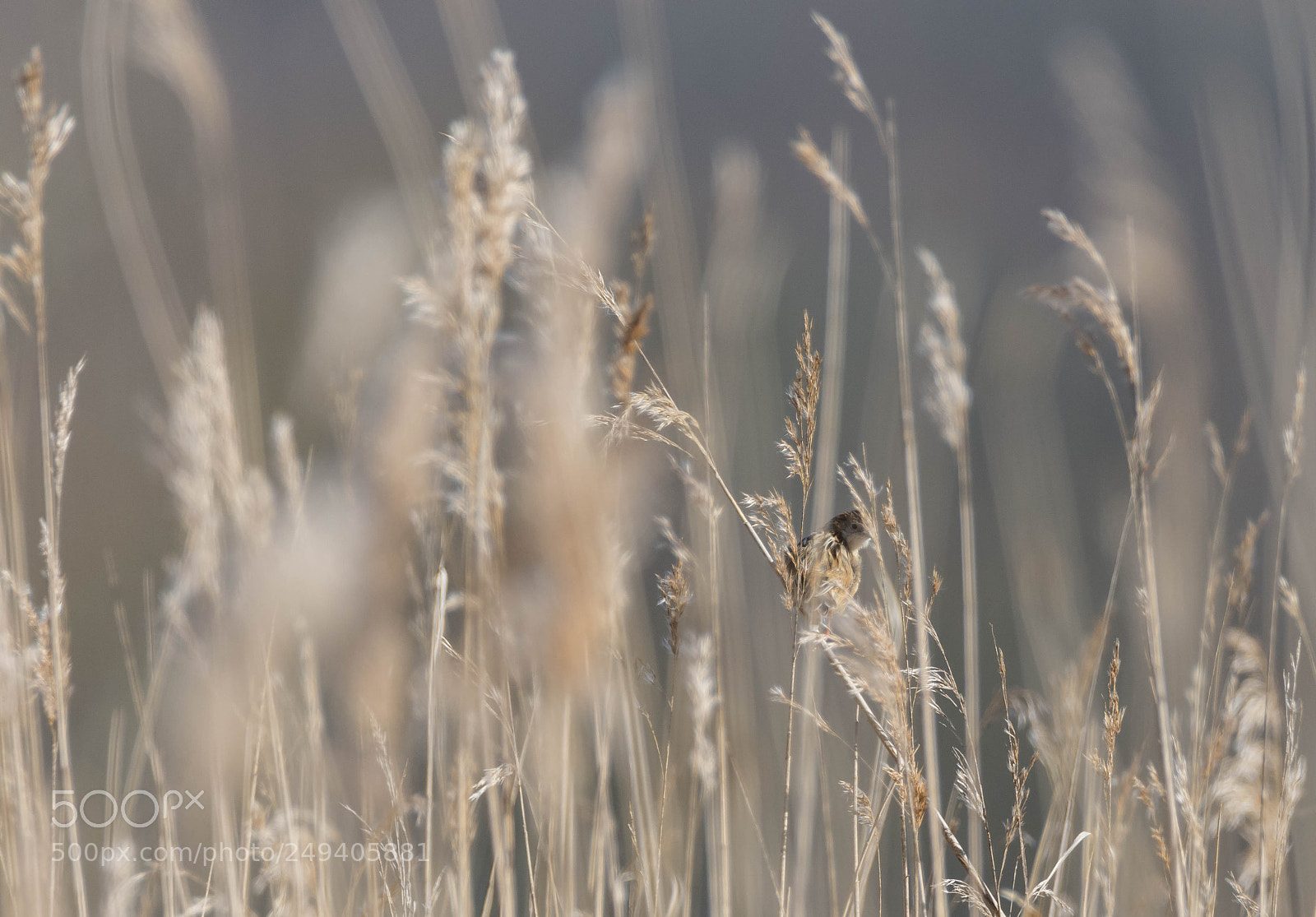 Nikon D7200 sample photo. Bruant proyer photography