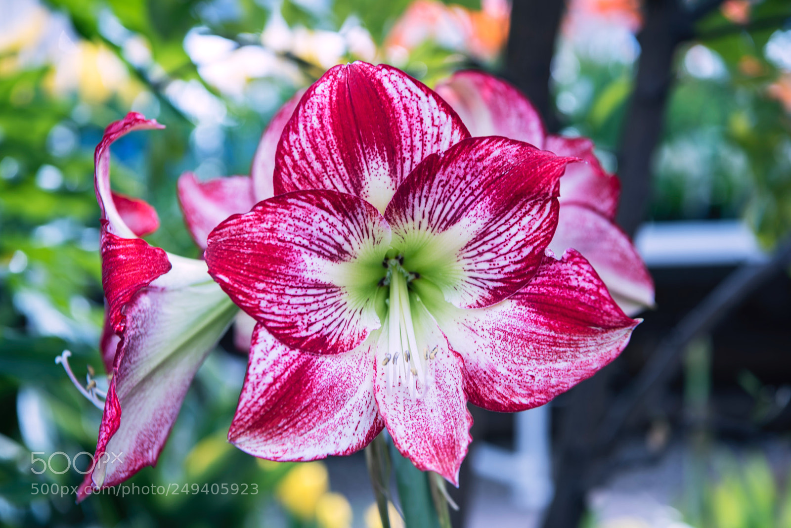 Nikon D810 sample photo. Amaryllis photography