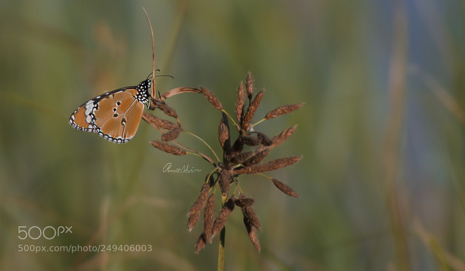 Nikon D500 sample photo. Butterfly photography