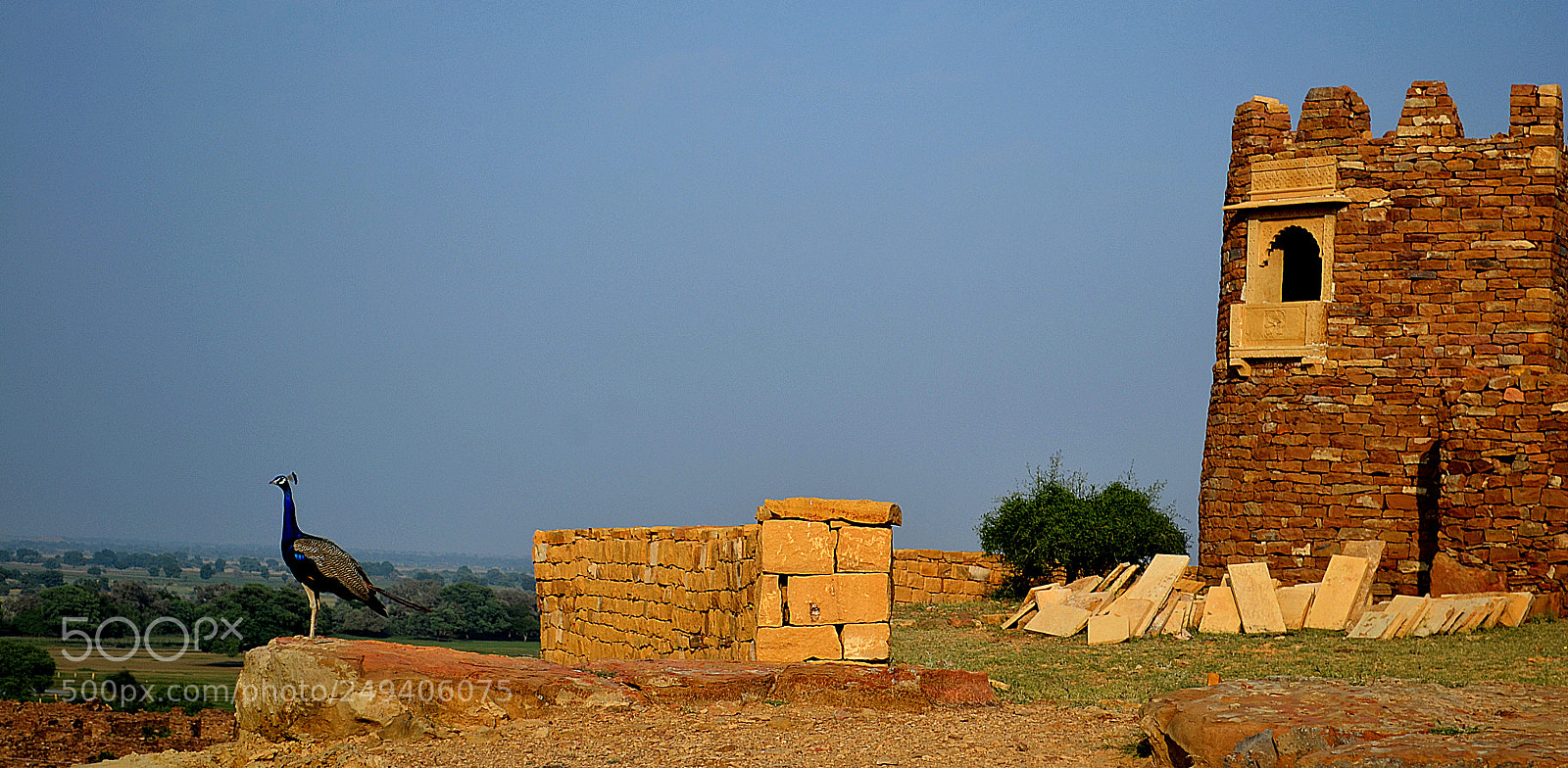 Nikon D3100 sample photo. Life in the wilderness photography