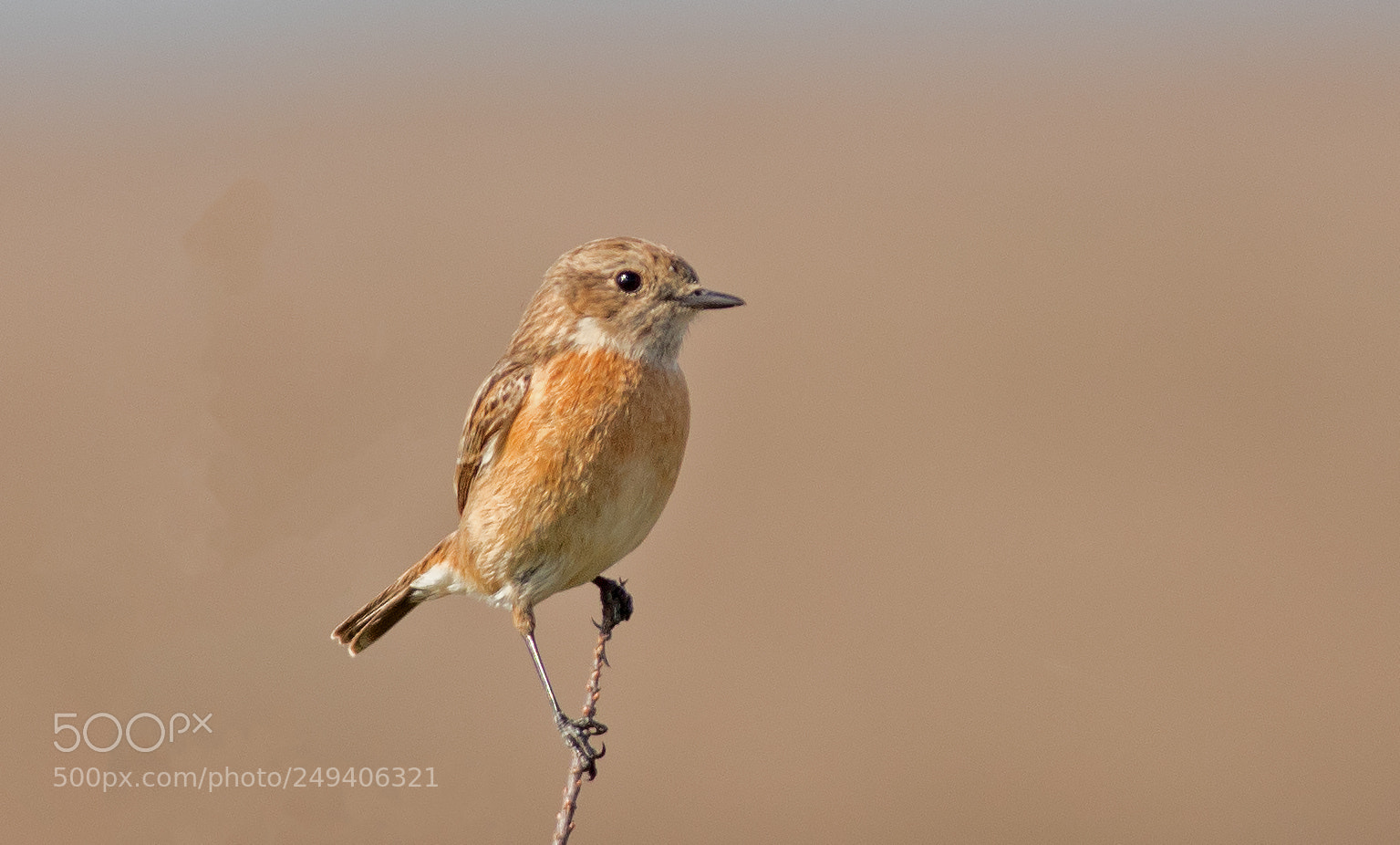 Canon EOS 6D Mark II sample photo. European stonechat photography