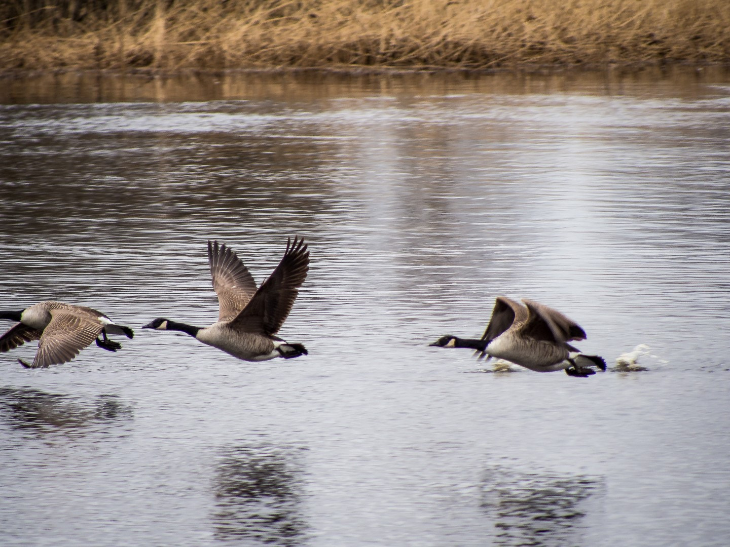 Olympus PEN E-PM2 sample photo. Branta canadensis photography