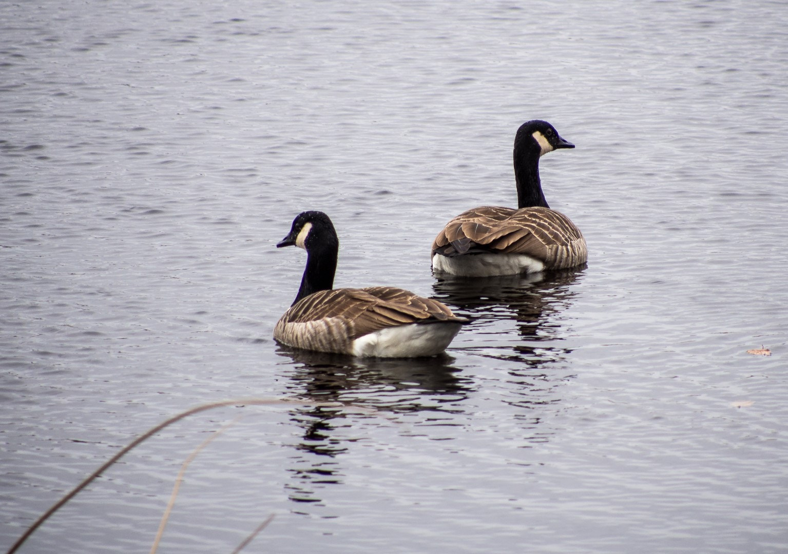Olympus PEN E-PM2 sample photo. Branta canadensis photography