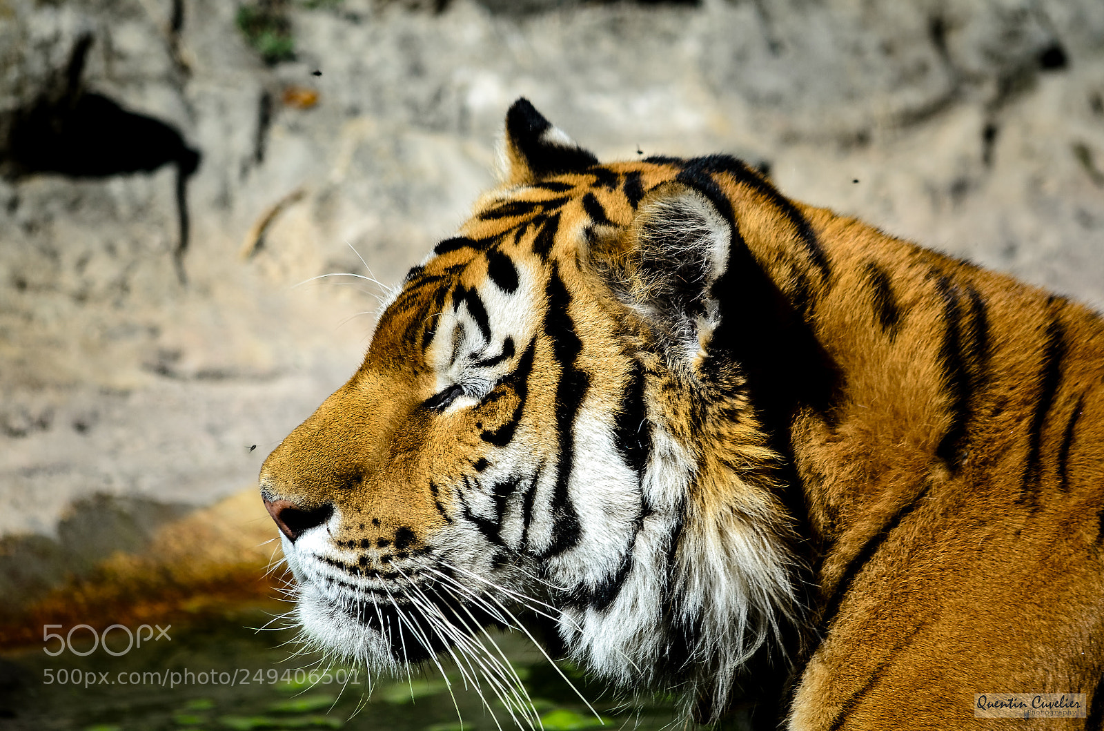 Nikon D7000 sample photo. Tiger 8 photography