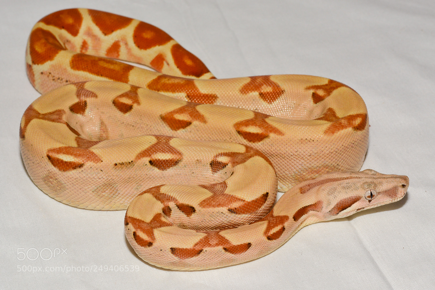 Nikon D7100 sample photo. Prodigy photography