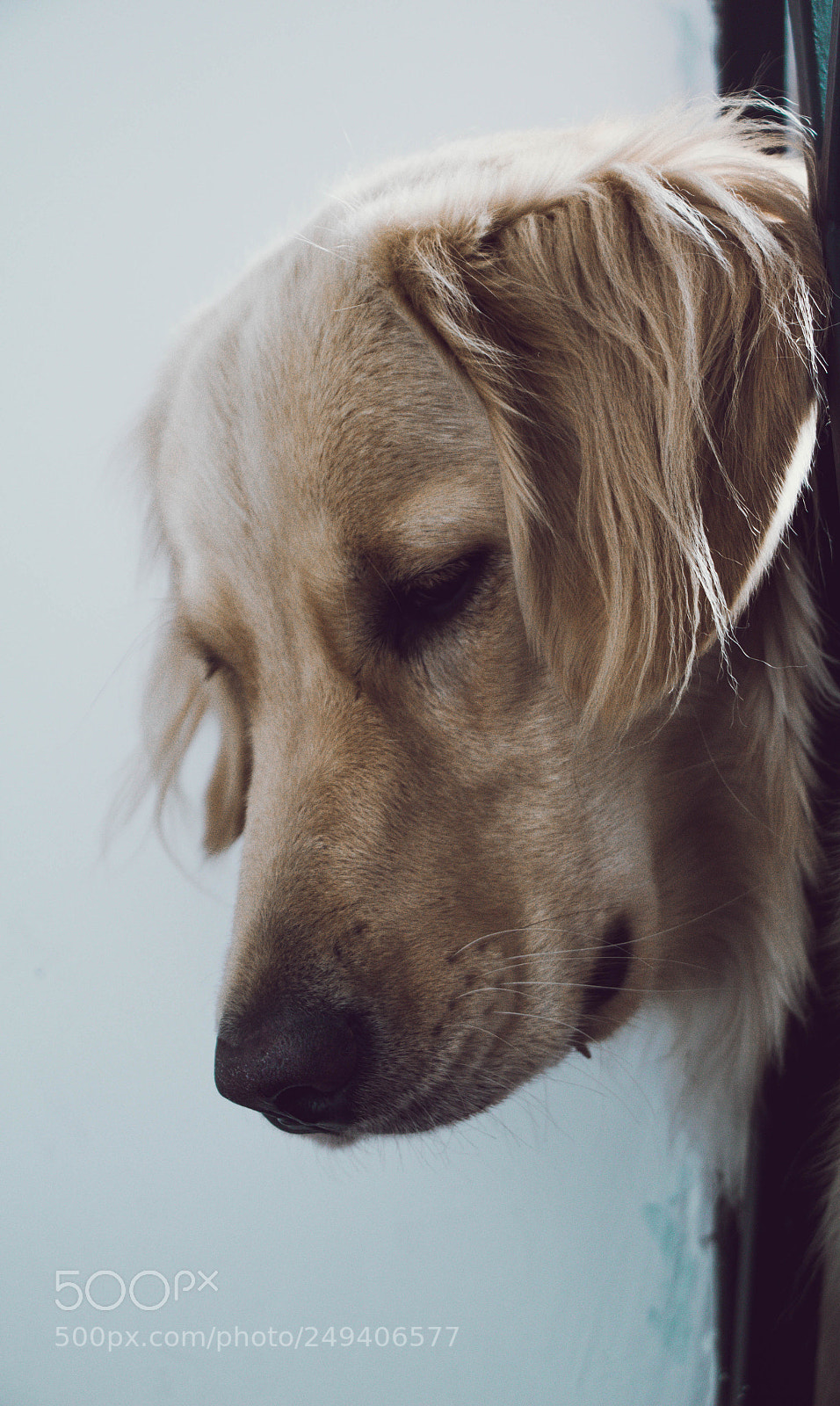 Canon EOS 650D (EOS Rebel T4i / EOS Kiss X6i) sample photo. The big best friend photography