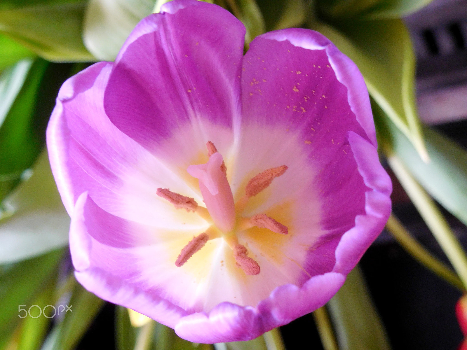 Nikon Coolpix S7000 sample photo. Open for business photography
