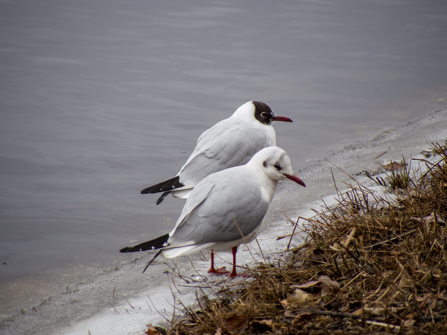 Olympus PEN E-PM2 sample photo. Larus ridibundus photography