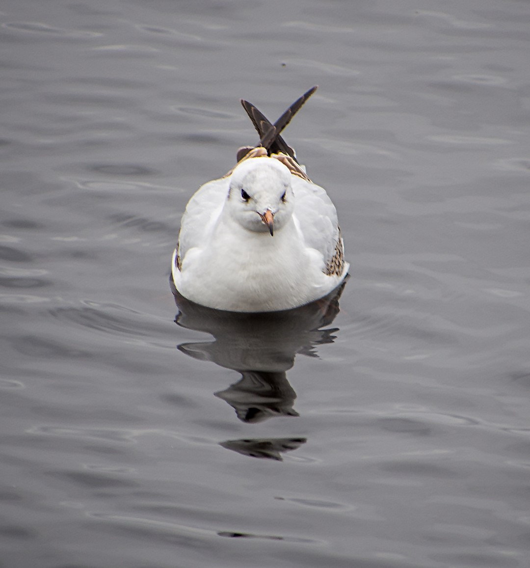 Olympus PEN E-PM2 sample photo. Larus ridibundus photography
