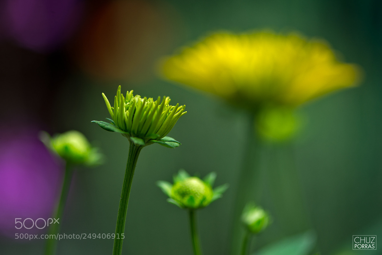 Nikon D7100 sample photo. Growing flowers photography