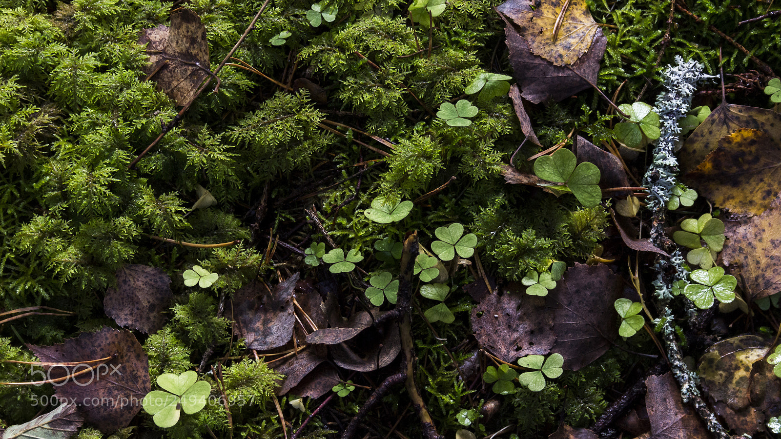 Canon EOS 600D (Rebel EOS T3i / EOS Kiss X5) sample photo. Mossy ground photography