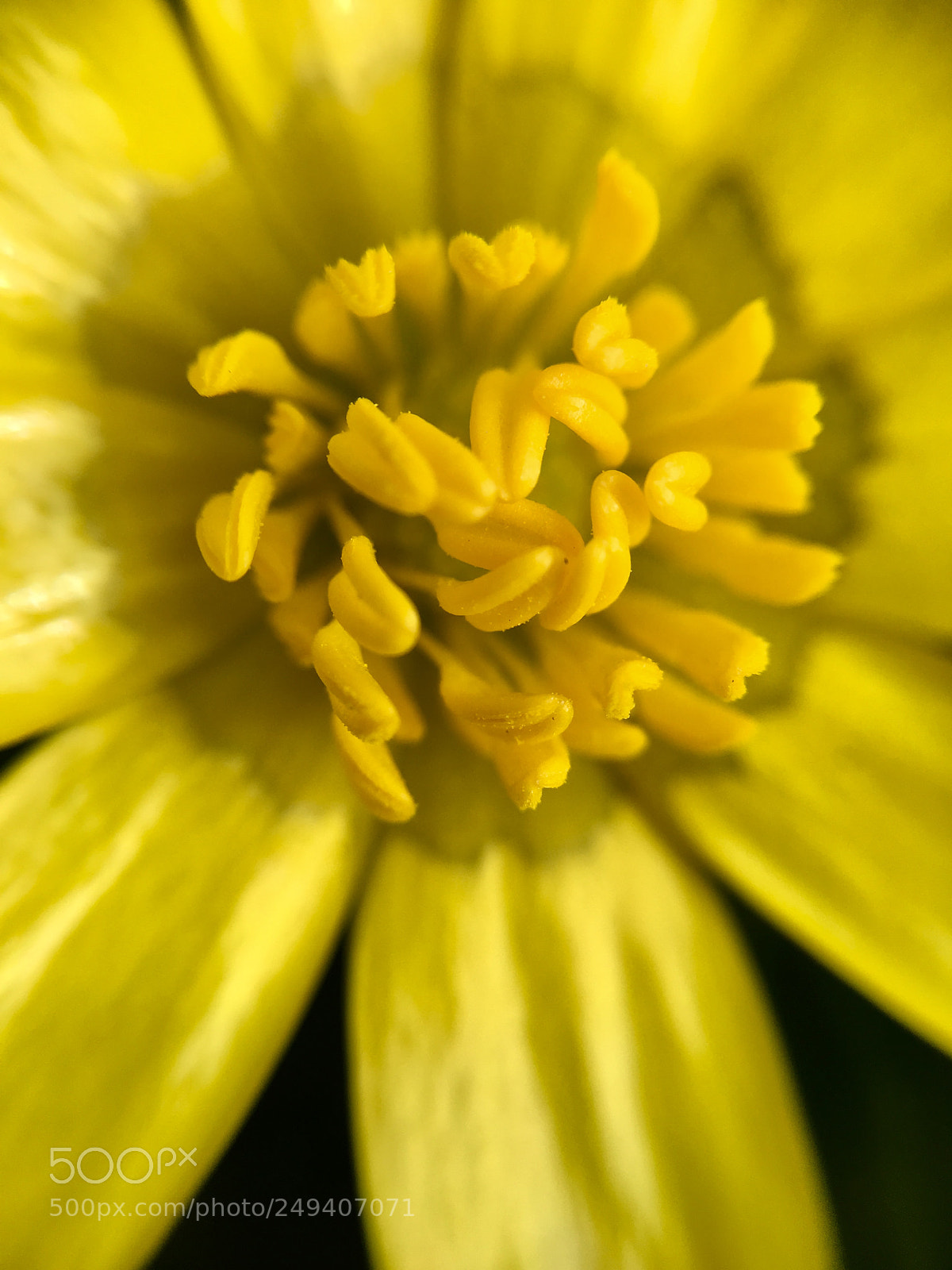 Apple iPhone 6s sample photo. Blossom in yellow 3 photography