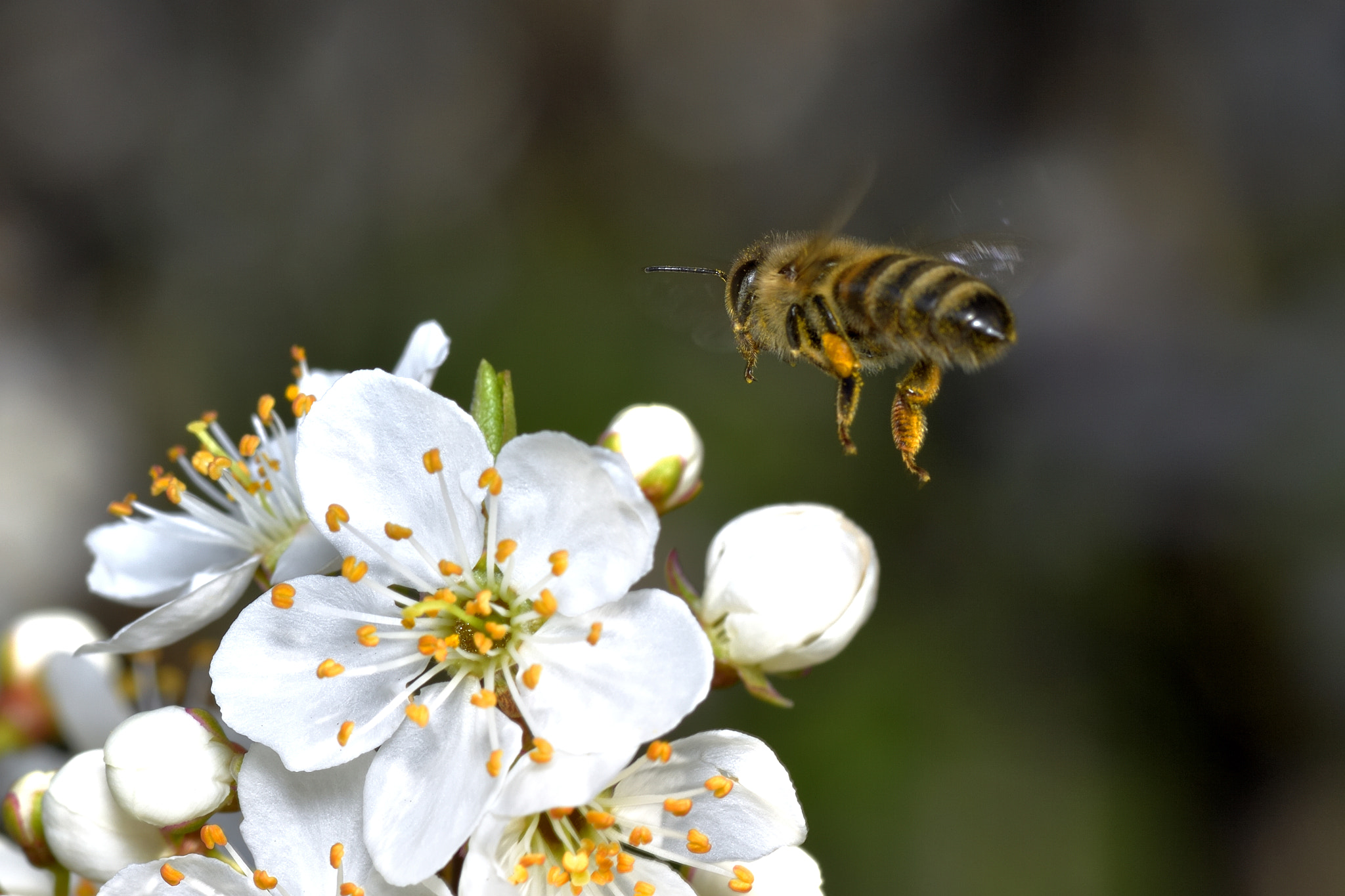 Nikon AF-S Micro-Nikkor 105mm F2.8G IF-ED VR sample photo
