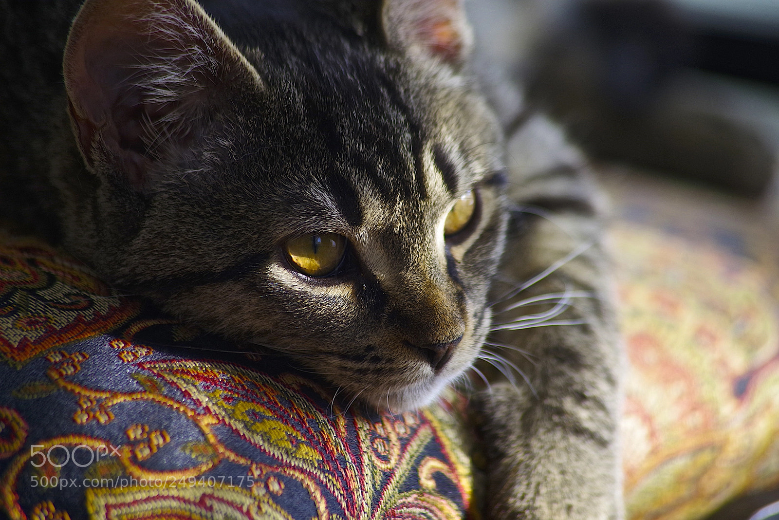 Pentax K-1 sample photo. Ya ya still awake photography