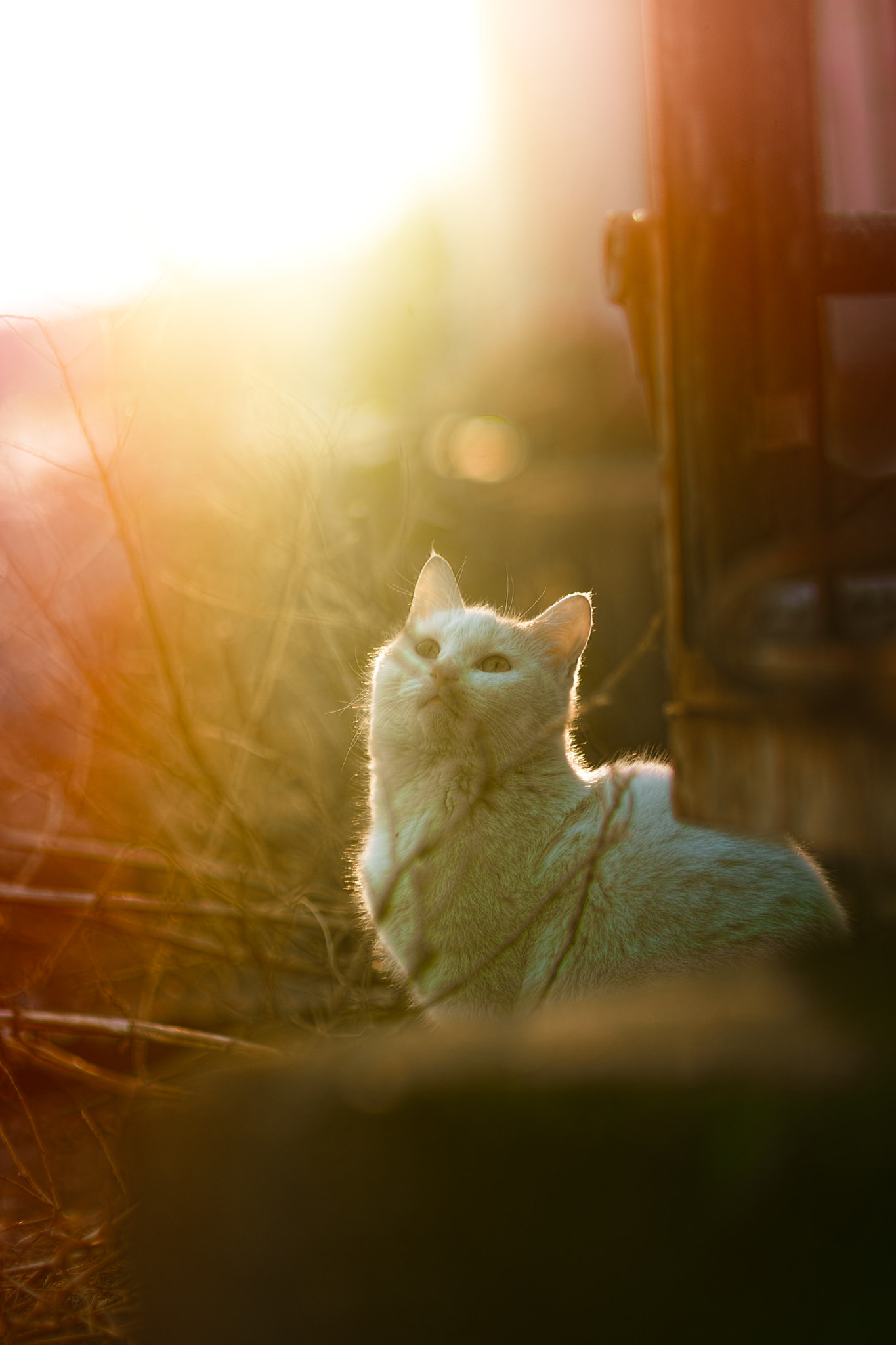 Sigma SD1 Merrill + Sigma 85mm F1.4 EX DG HSM sample photo. Cat every day photography
