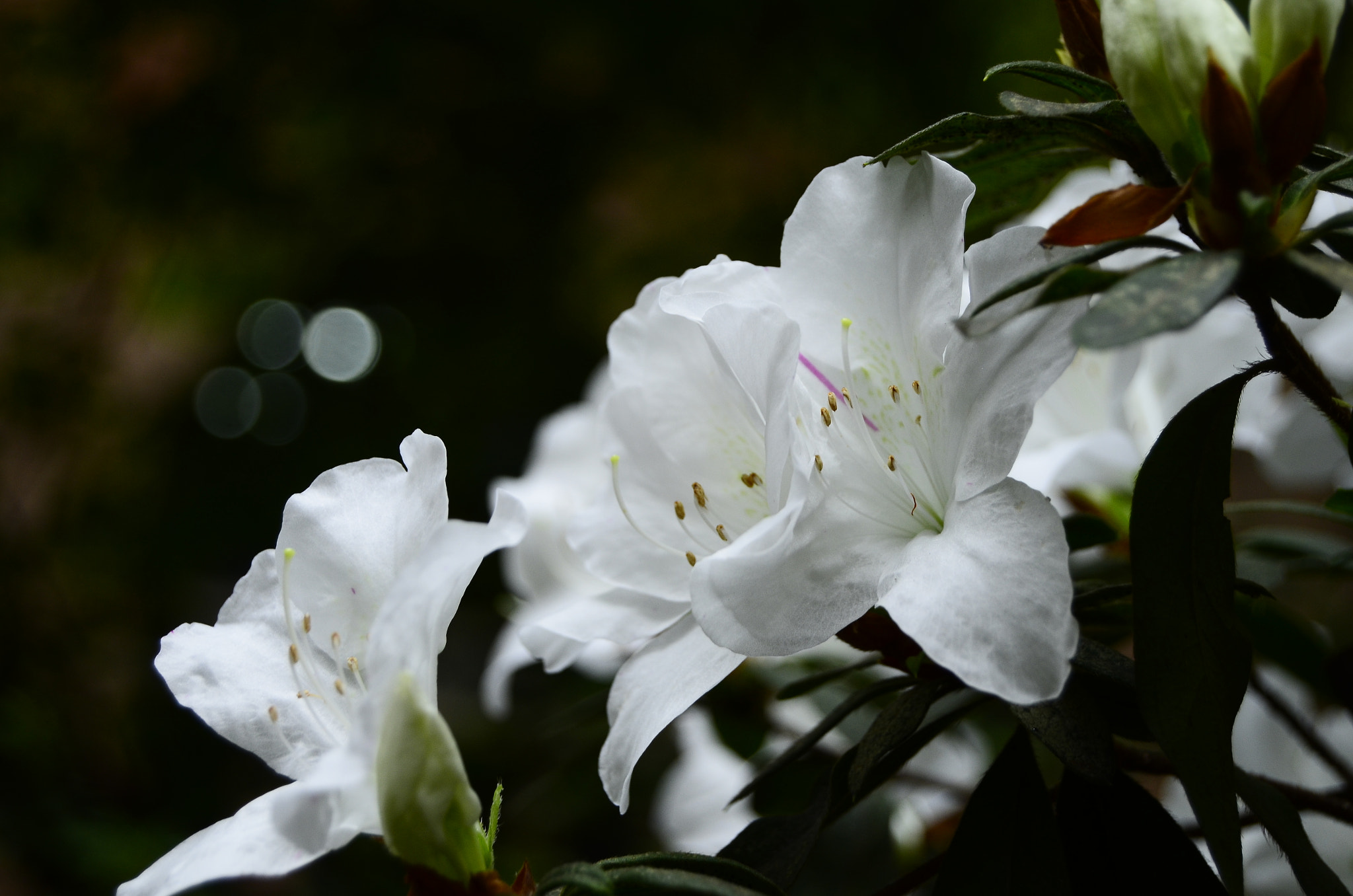 Nikon D7000 sample photo. Rhododendron photography