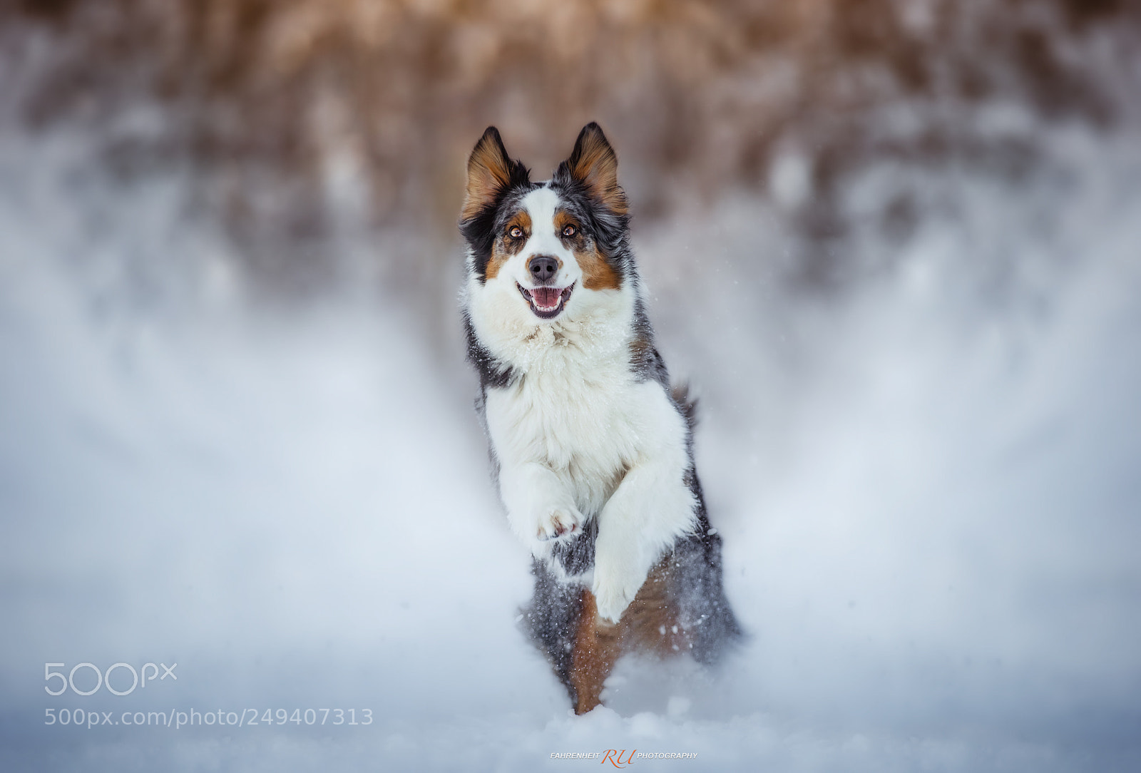 Canon EOS-1D X sample photo. Dancing in the snow photography
