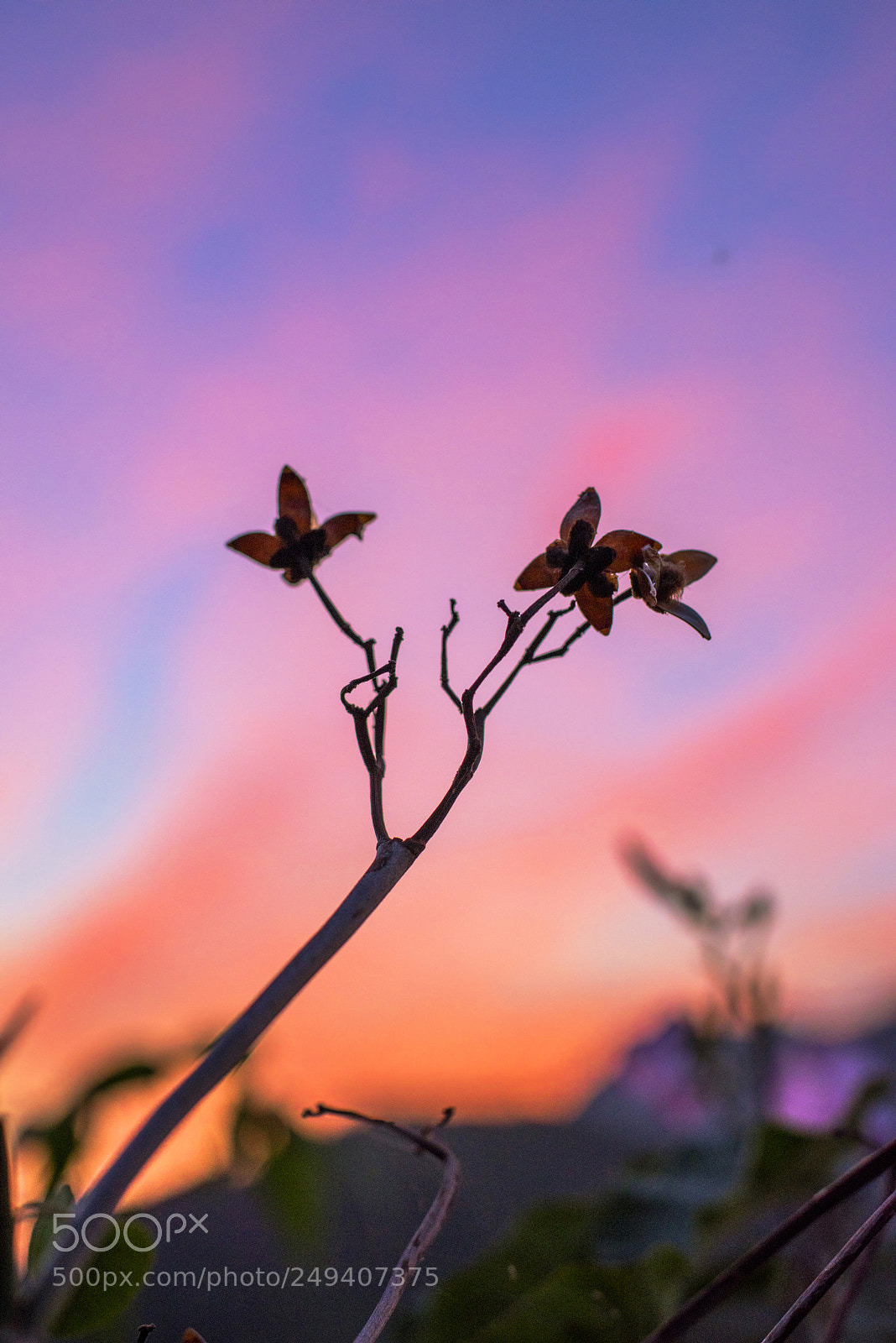 Nikon D810 sample photo. Butter fly effect photography