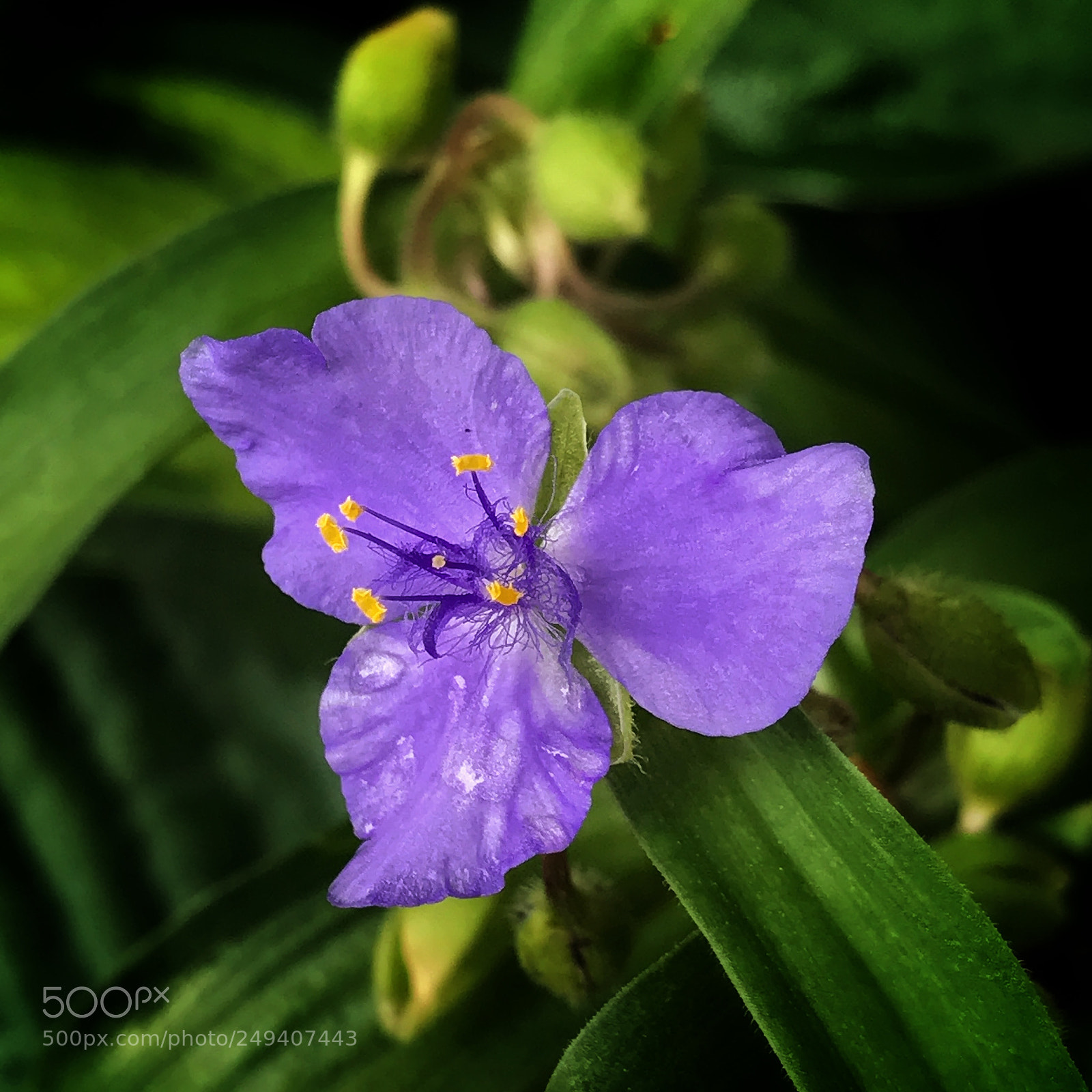 Apple iPhone 7 Plus sample photo. Purple phlower in a photography
