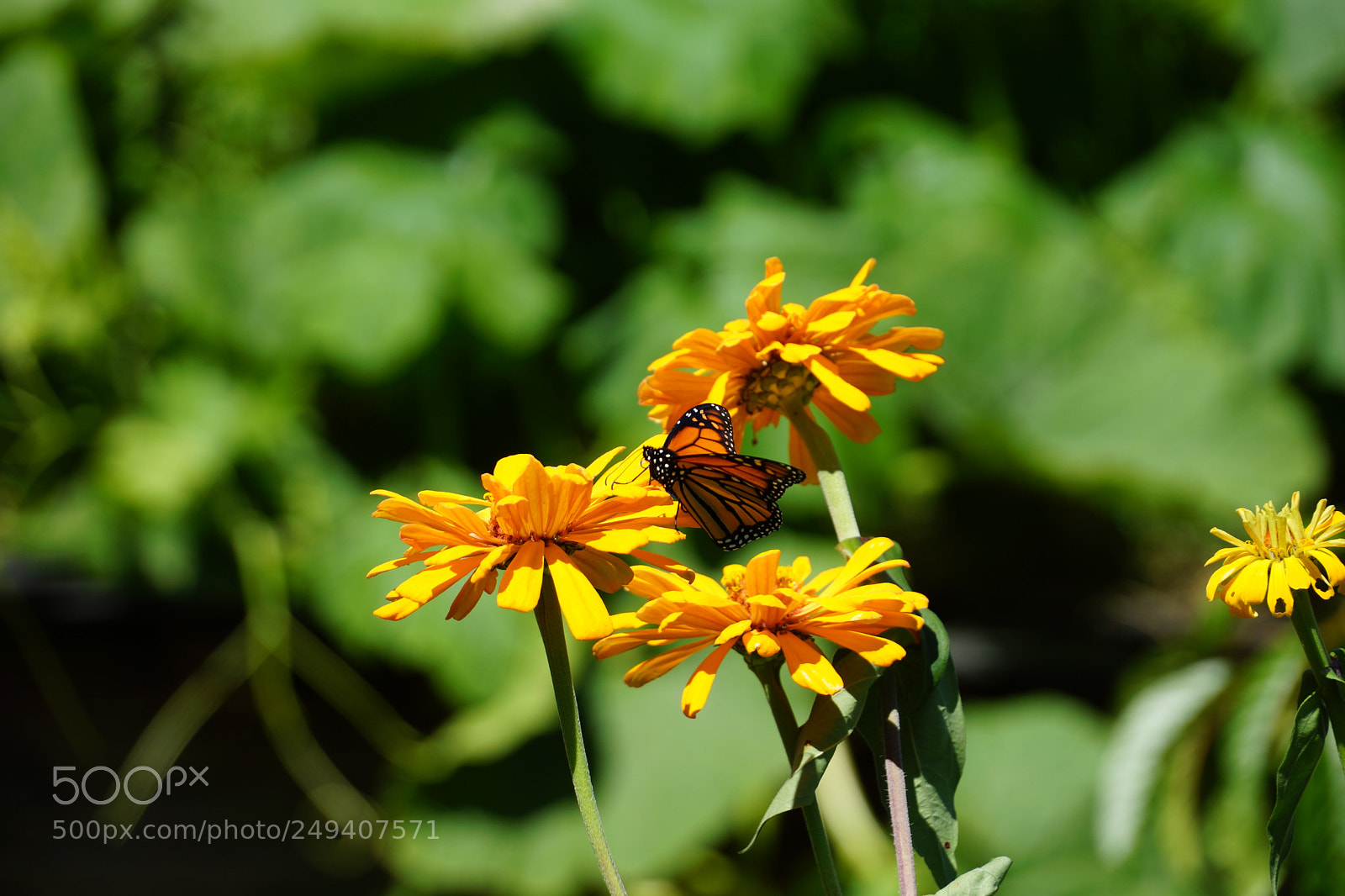 Sony Alpha NEX-7 sample photo. Untitled photography