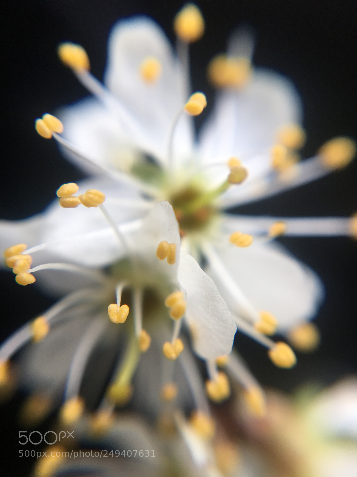 Apple iPhone 6s Plus sample photo. Pretty flower photography