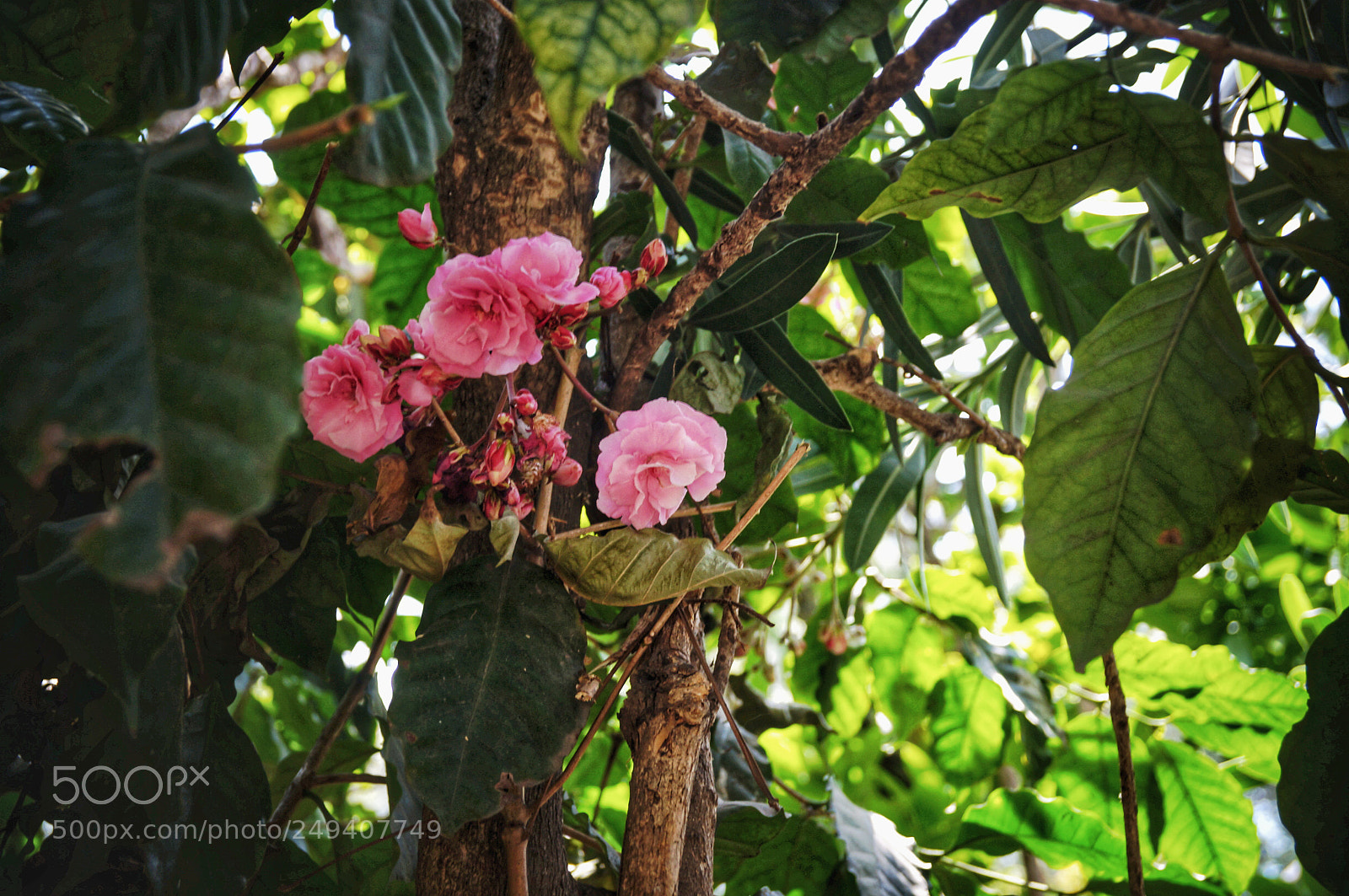 Sony SLT-A37 sample photo. Growing in the nature photography