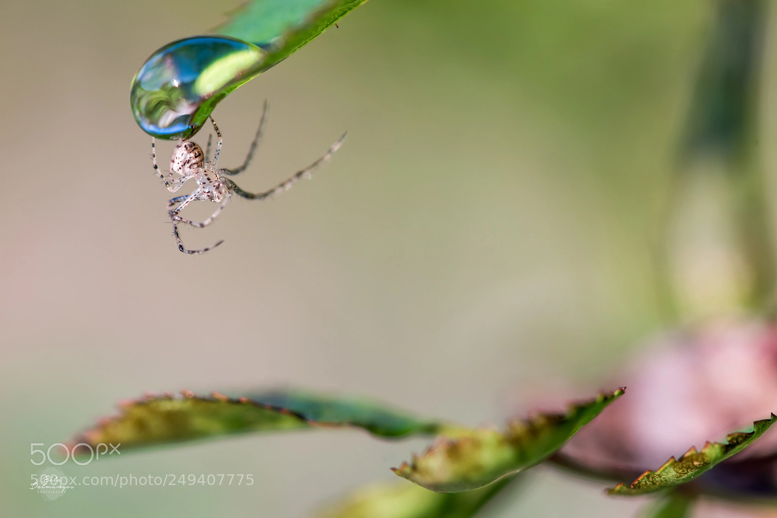 Nikon D810 sample photo. Spidey sense photography