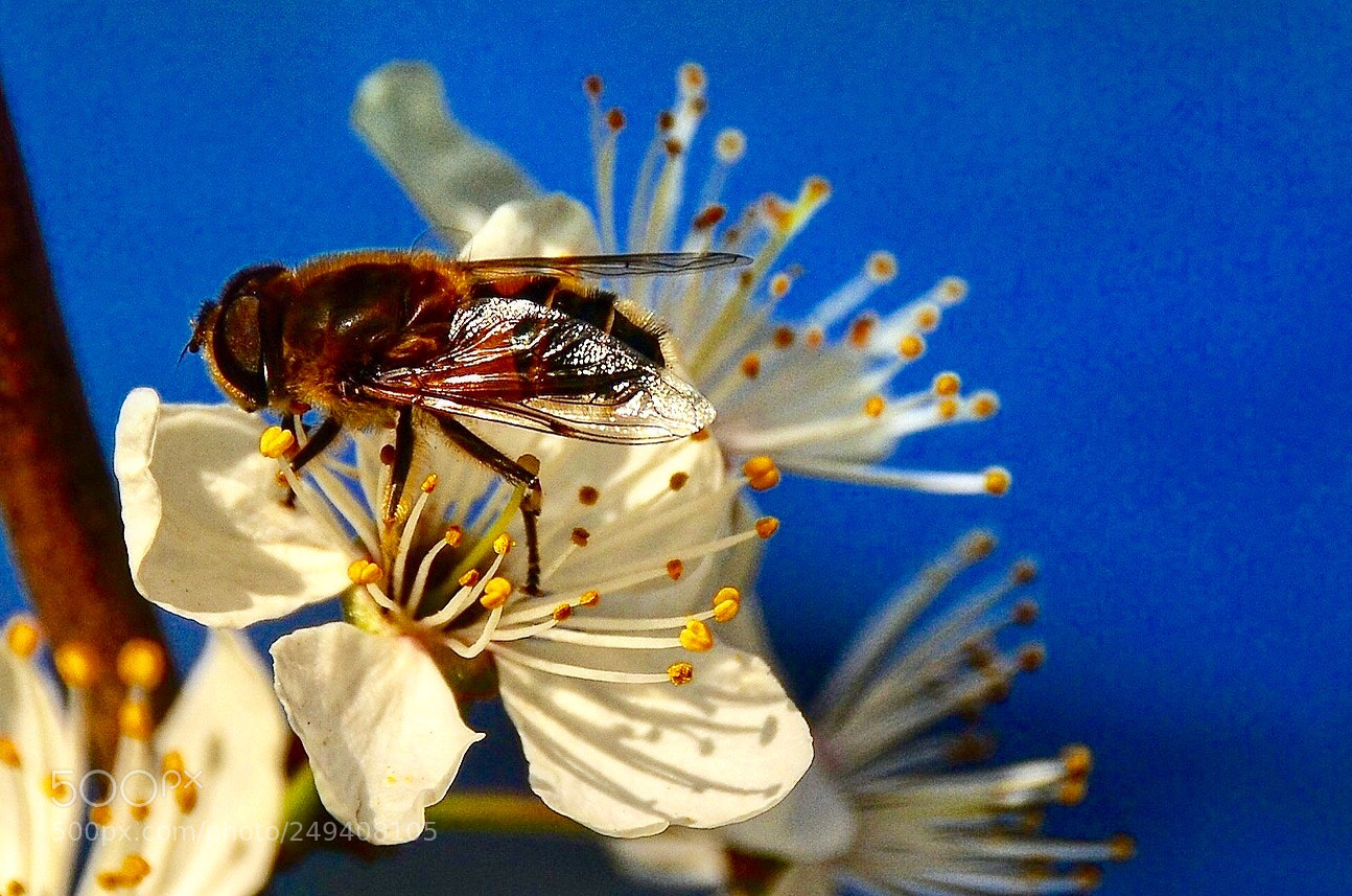 Nikon D7000 sample photo. The bee photography