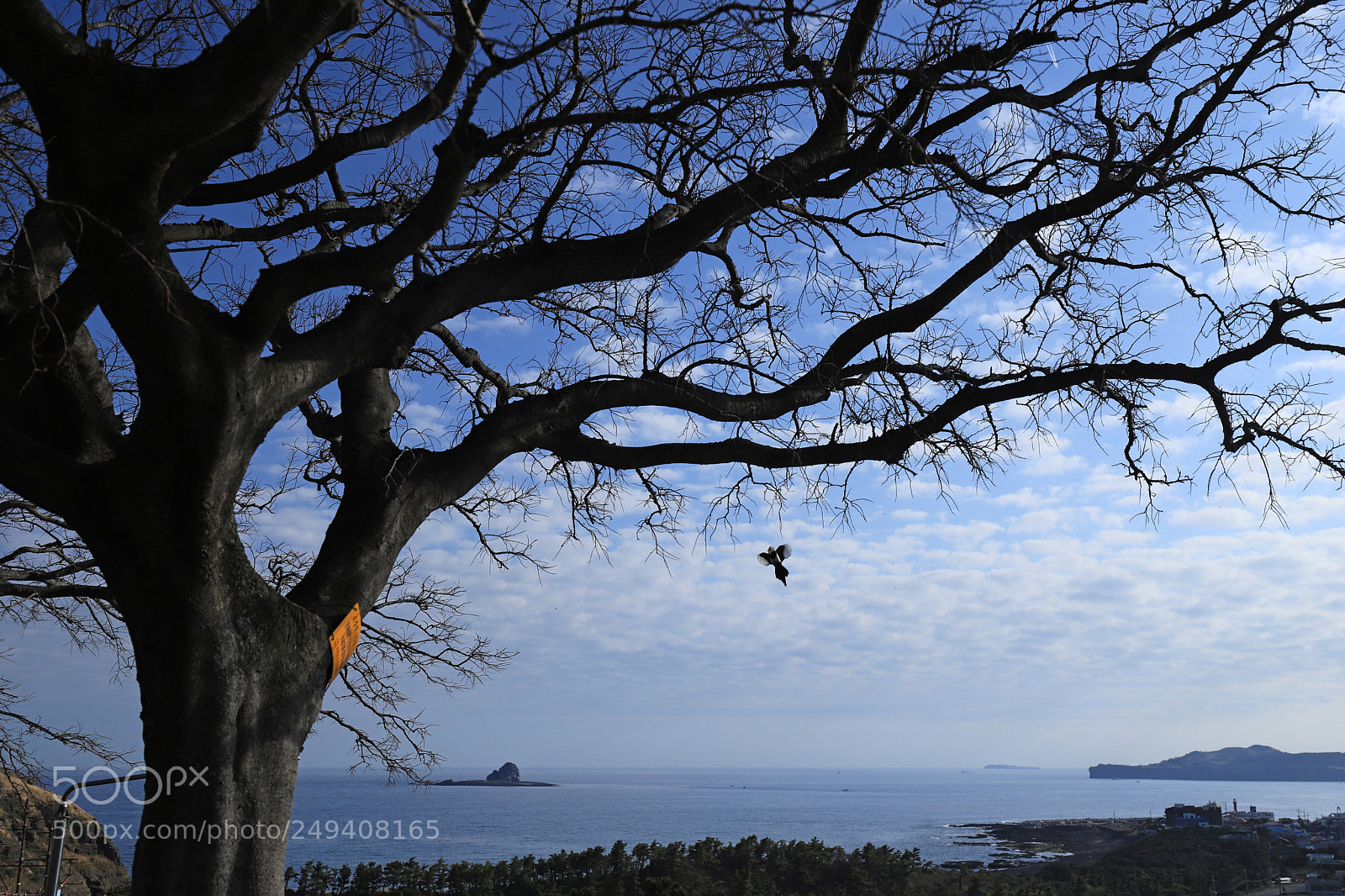 Canon EOS 6D Mark II sample photo. Old tree photography