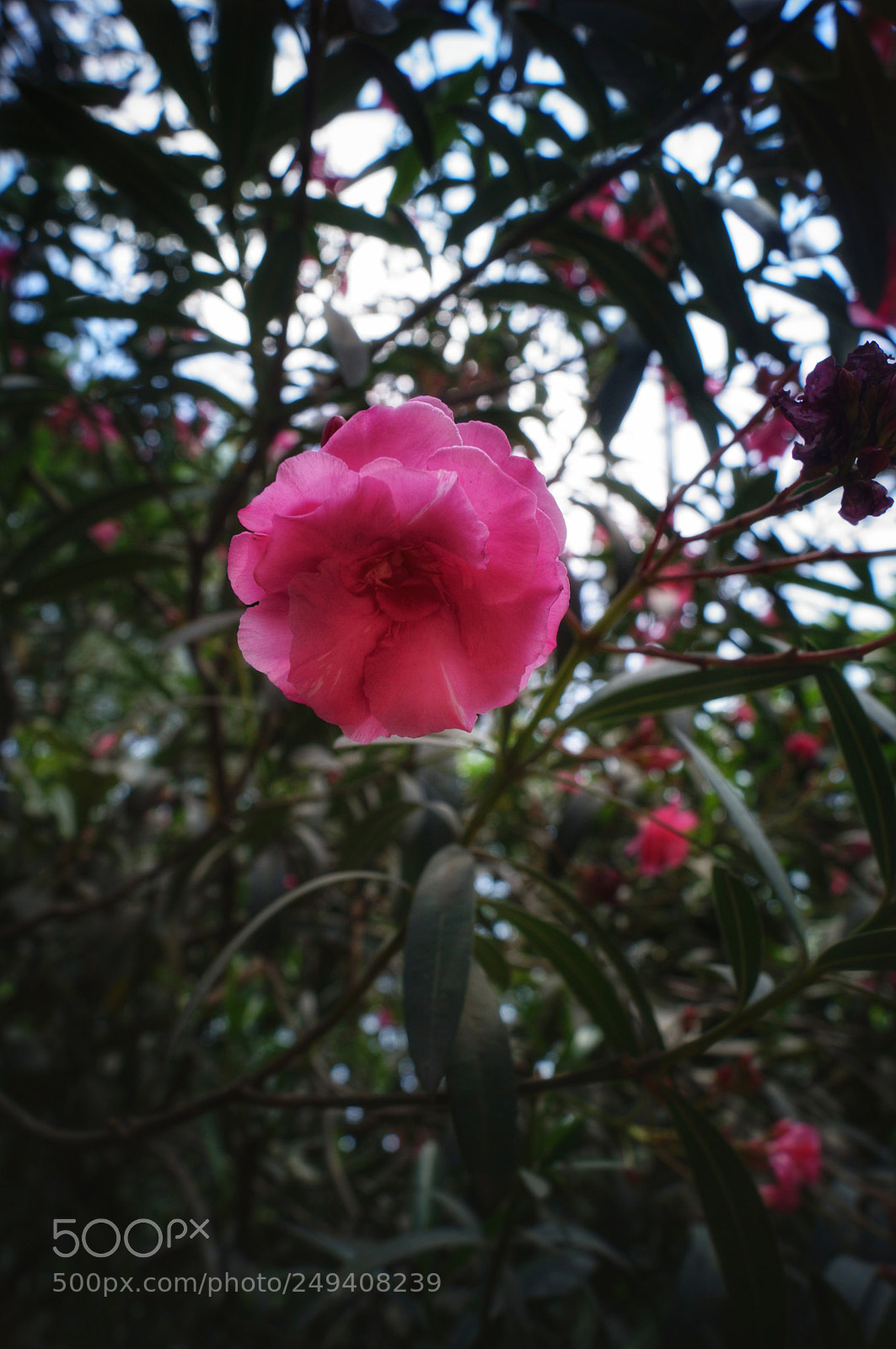 Sony SLT-A37 sample photo. Uniform photography
