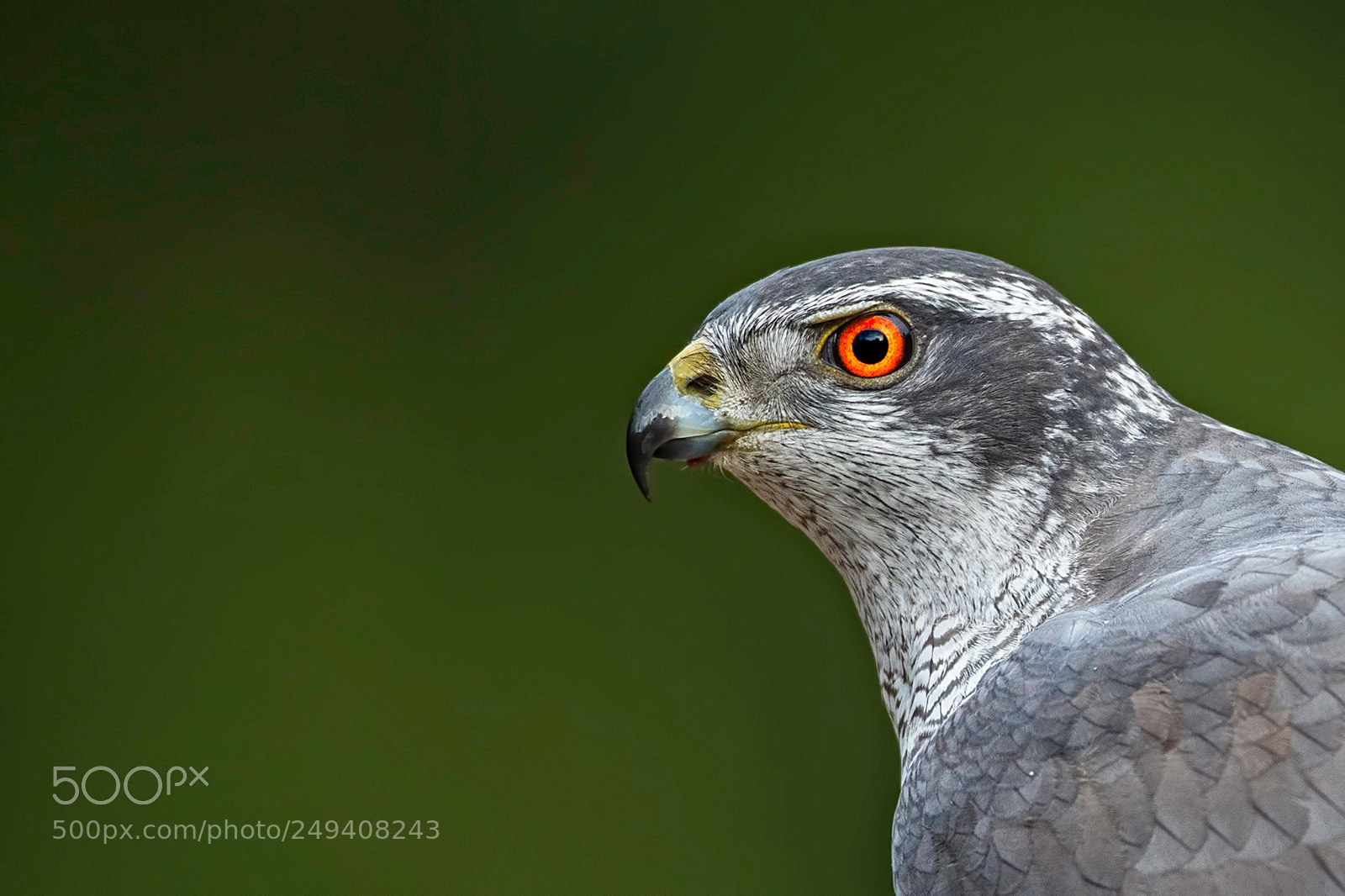 Canon EOS-1D X Mark II sample photo. Red eyed ghoshawk photography