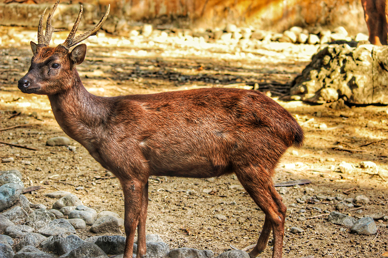 Canon EOS 600D (Rebel EOS T3i / EOS Kiss X5) sample photo. Deer photography