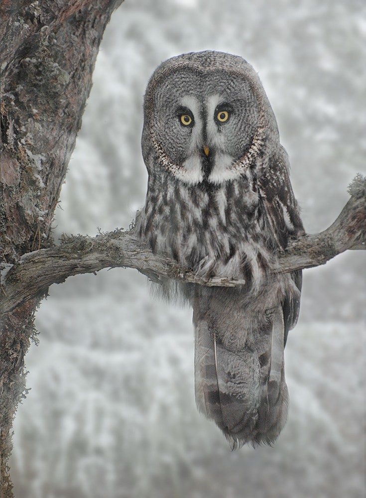 Nikon D2Xs sample photo. Grey owl photography