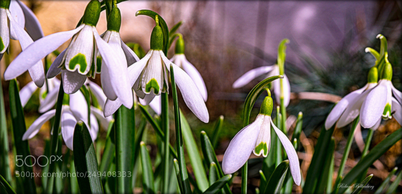 Sony a6000 sample photo. Happy flower s our photography