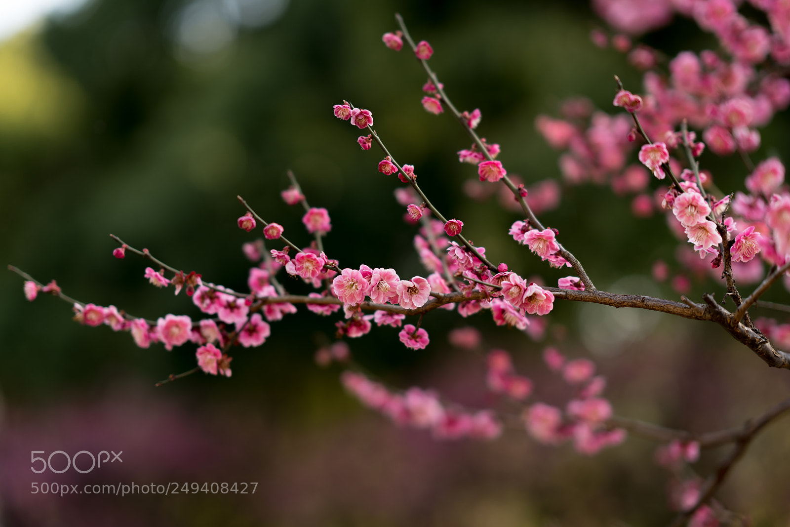 Sony a7R II sample photo. 梅 photography