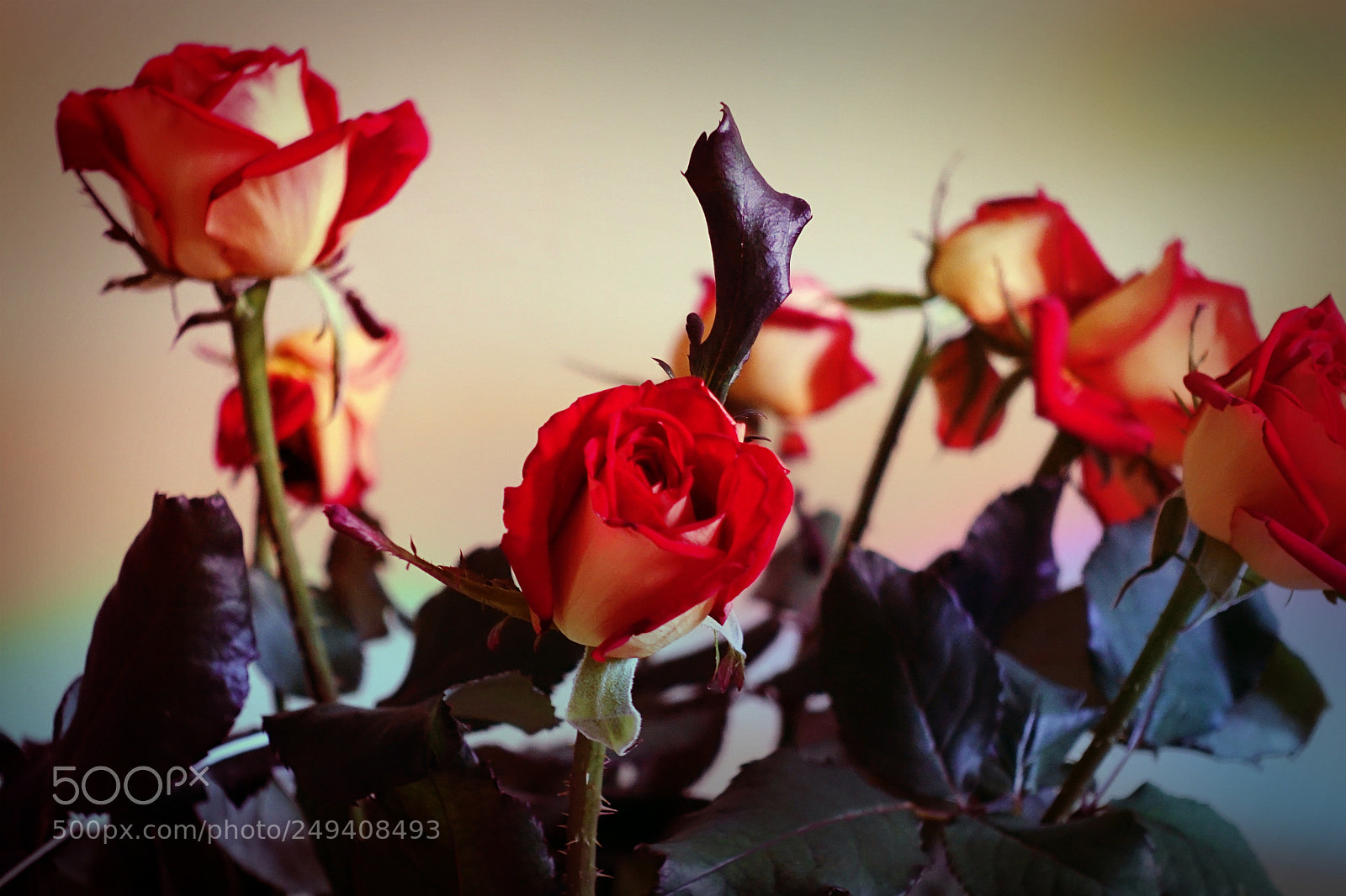 Sony DSC-RX100M5 sample photo. Rosarium photography