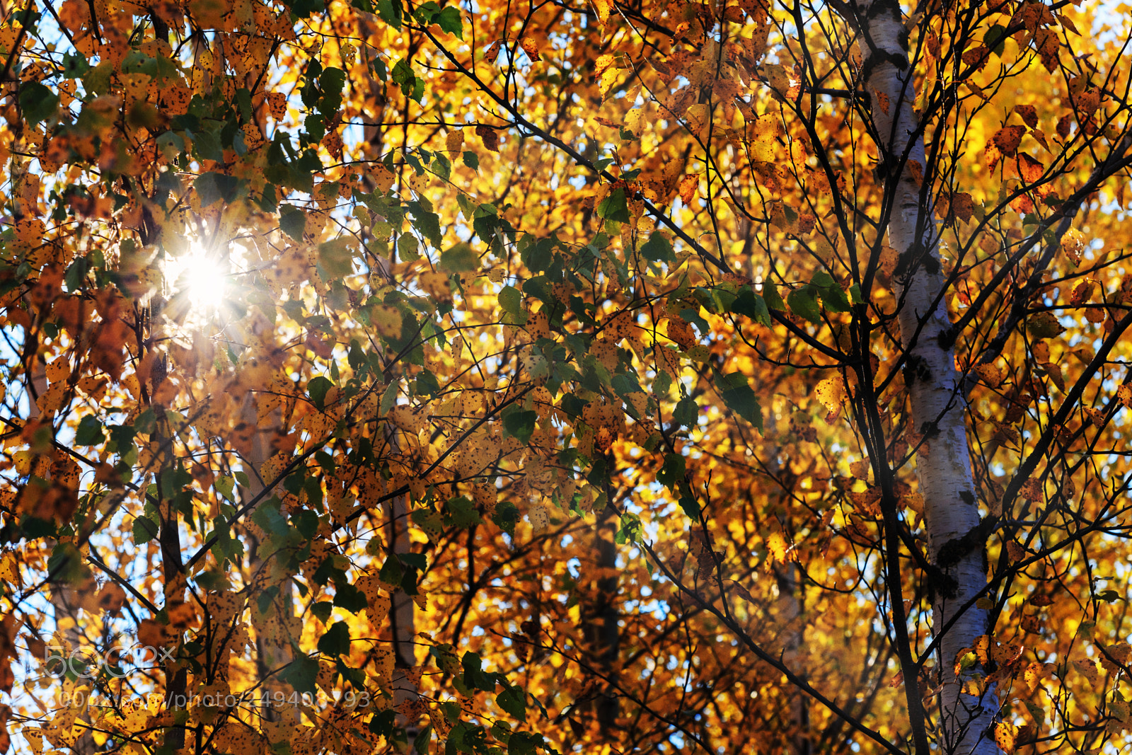 Canon EOS 6D sample photo. Autumn photography
