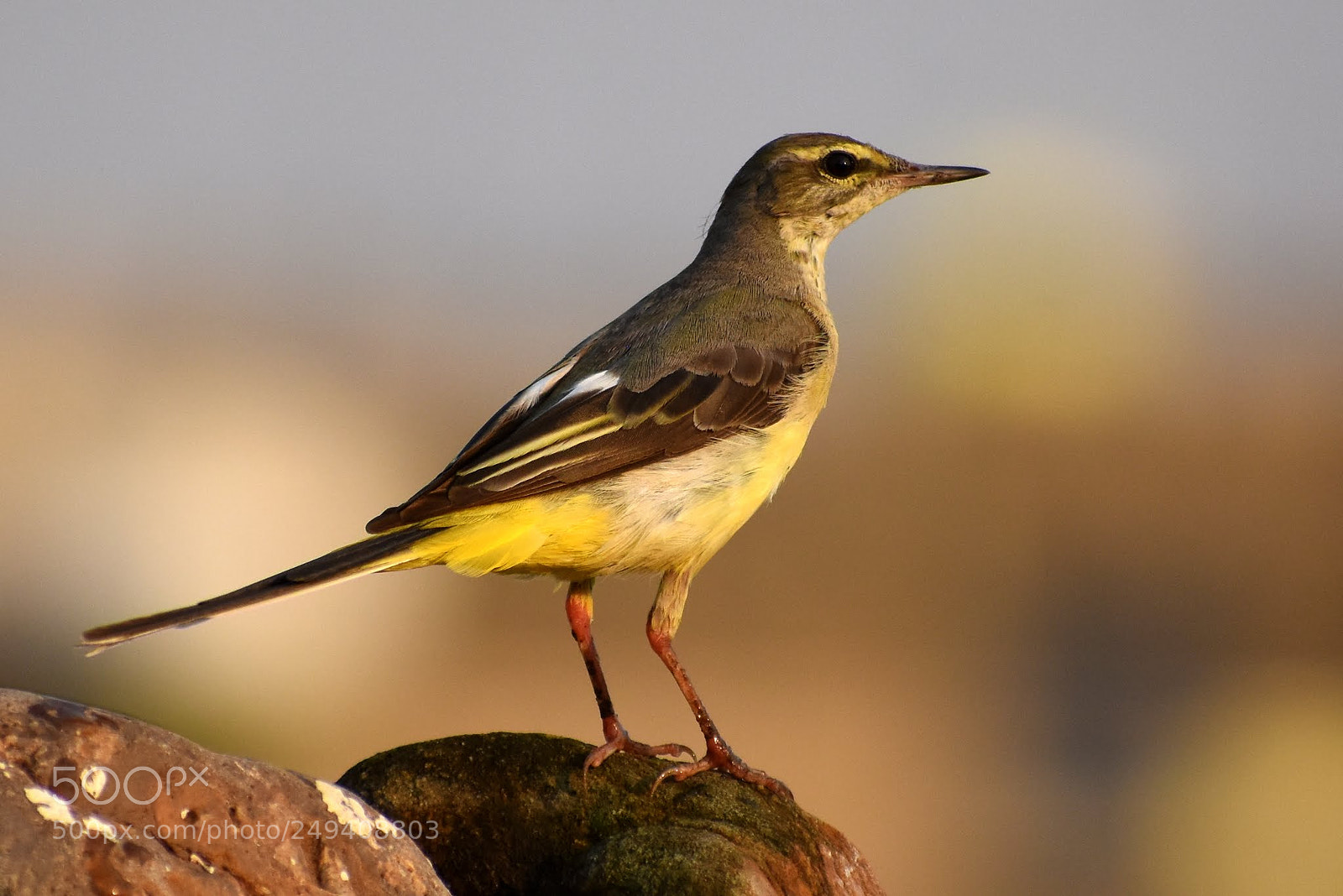 Nikon D7200 sample photo. Yellow wagtail photography