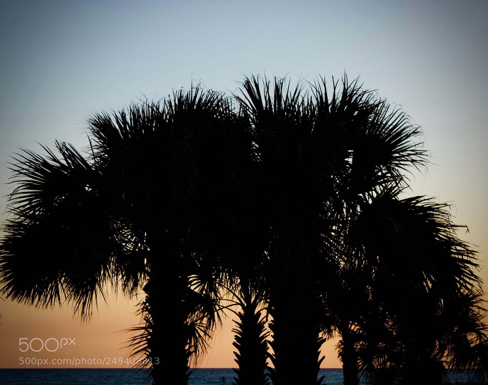 Canon EOS 450D (EOS Rebel XSi / EOS Kiss X2) sample photo. Palm tree at sunset photography