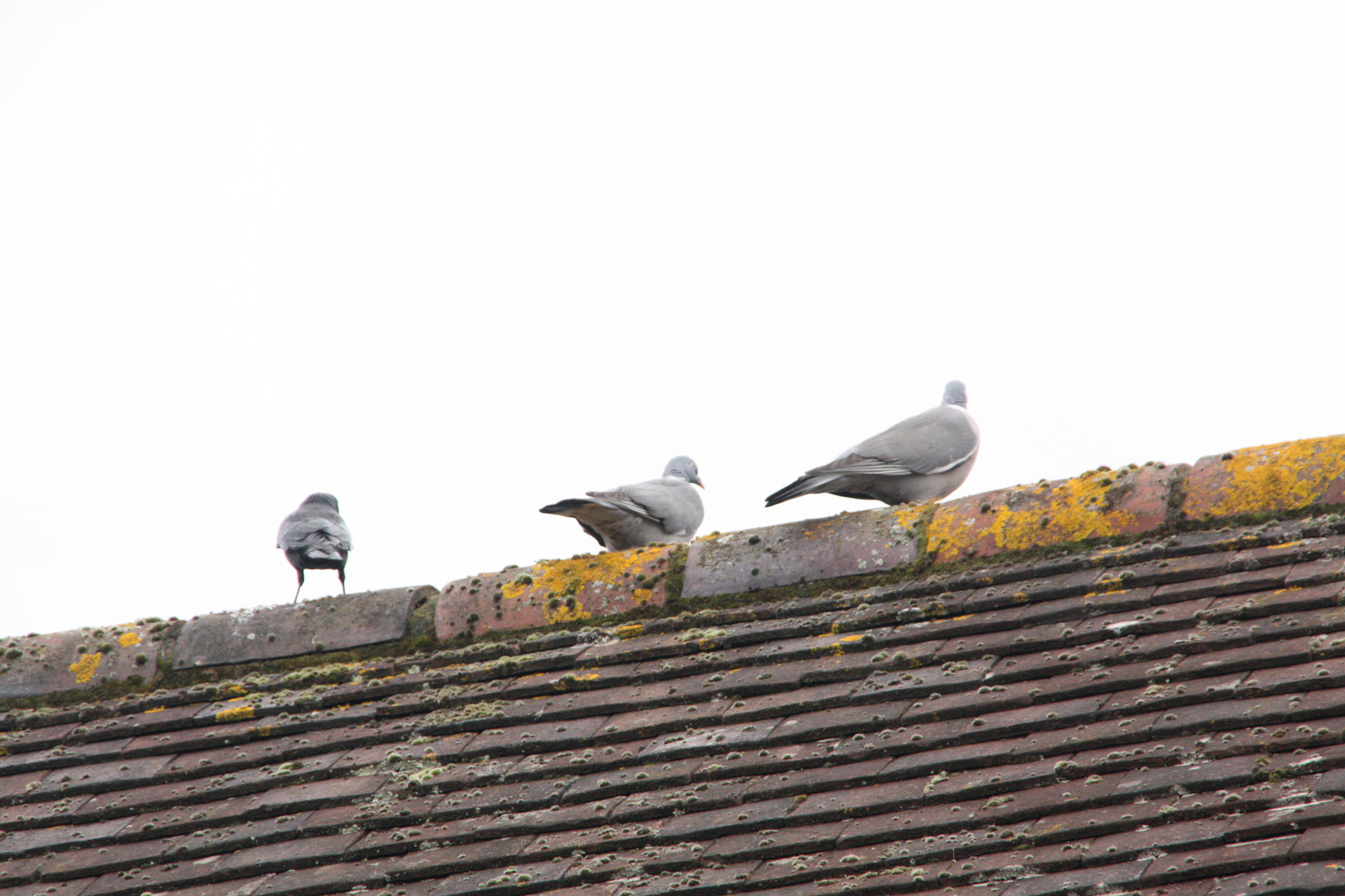 Canon EOS 450D (EOS Rebel XSi / EOS Kiss X2) sample photo. Three pigeons photography