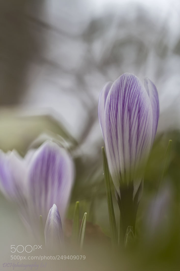 Canon EOS 650D (EOS Rebel T4i / EOS Kiss X6i) sample photo. Purple beauty! photography