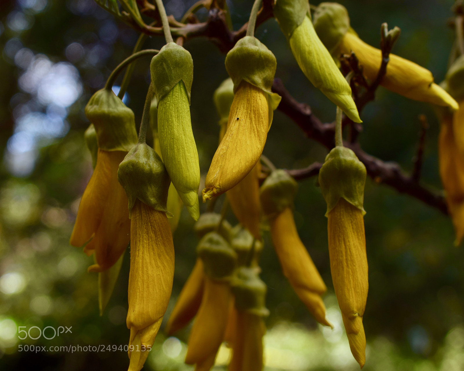 Nikon D3300 sample photo. Flower photography