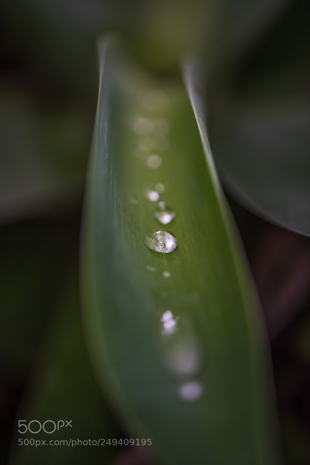 Nikon D810 sample photo. The drop photography