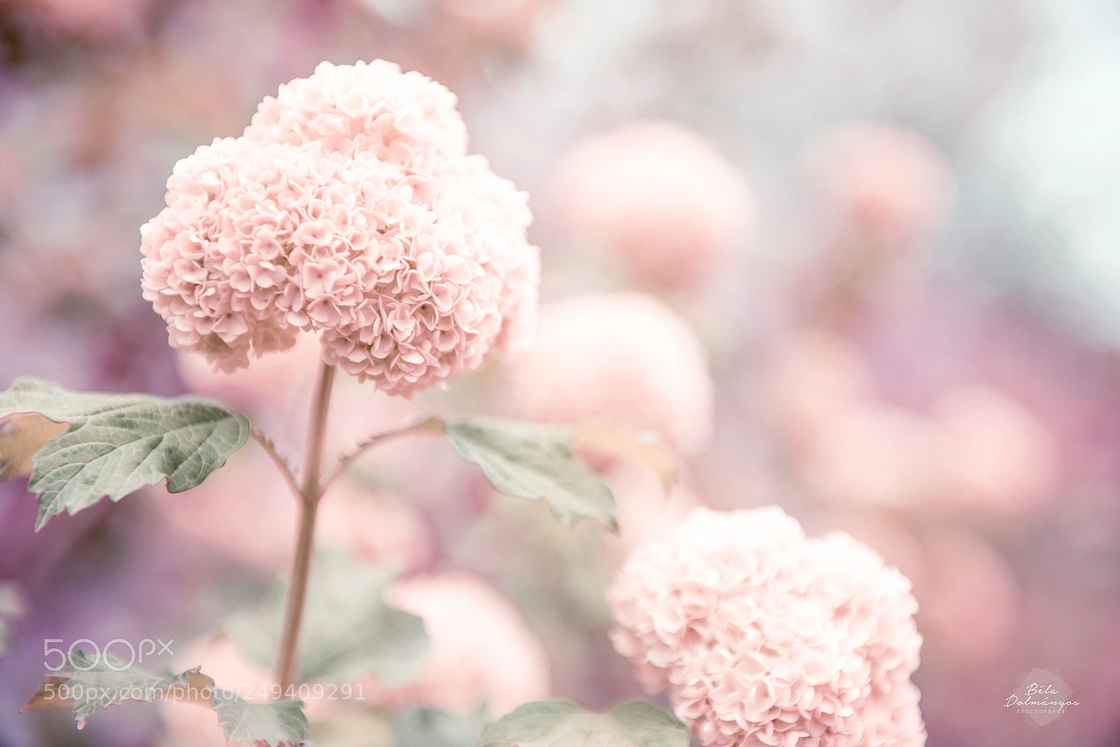 Nikon D810 sample photo. Hydrangea photography