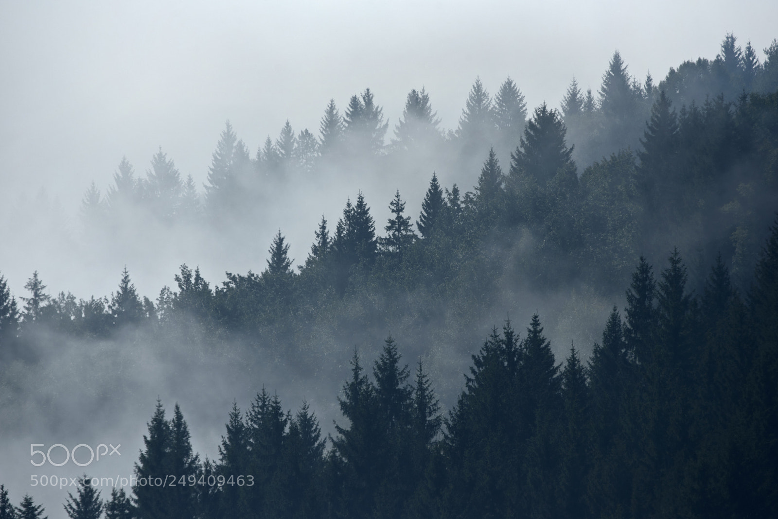 Nikon D750 sample photo. Trees in morning fog photography