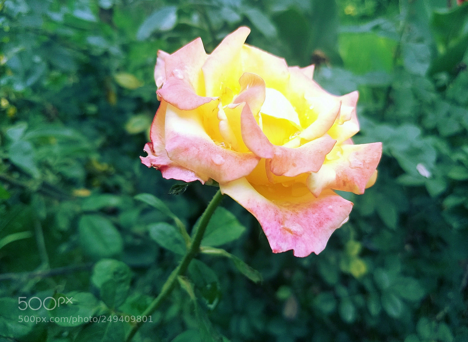Motorola Moto G (5) Plus sample photo. Untitled photography