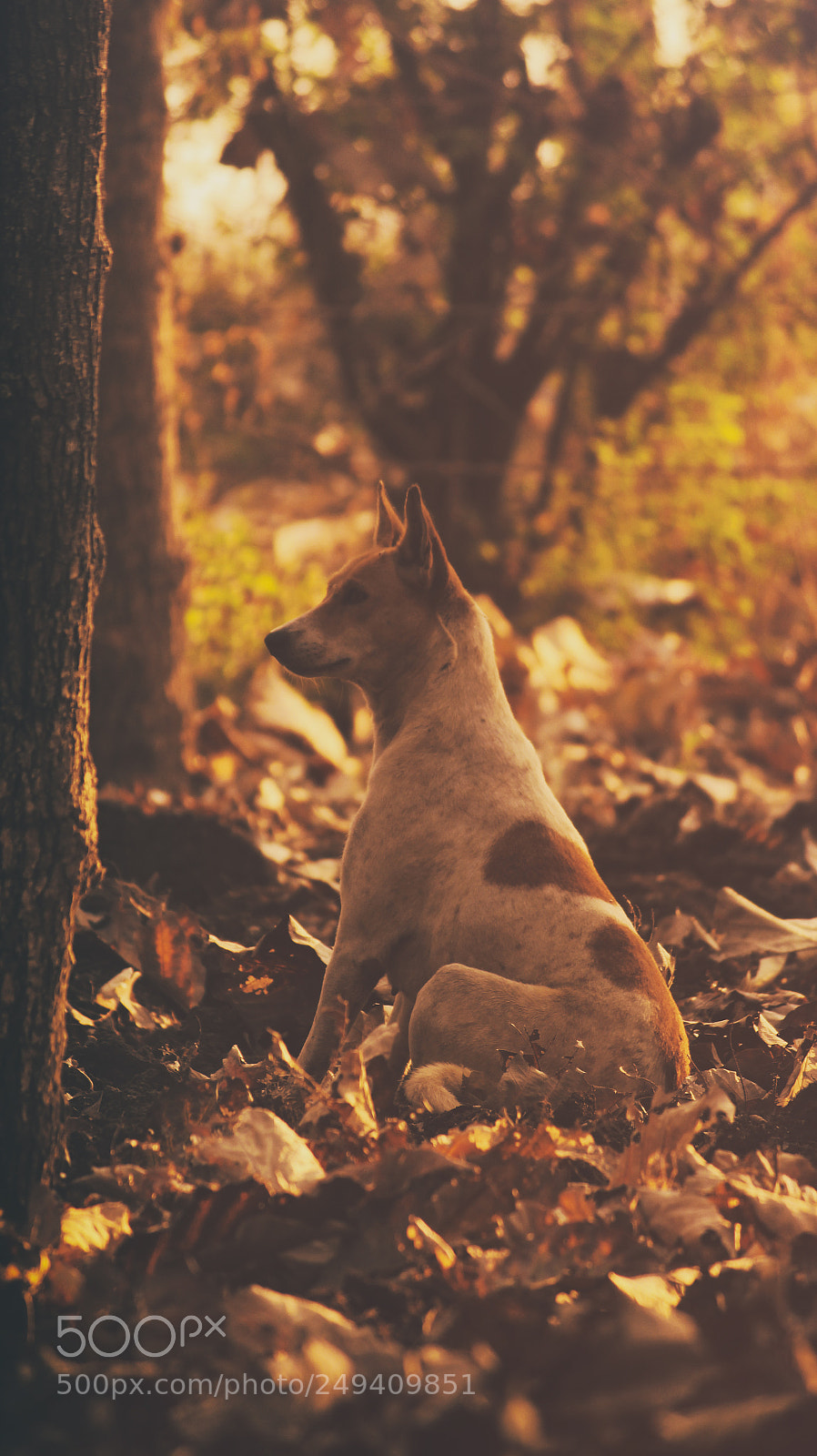 Canon EOS 700D (EOS Rebel T5i / EOS Kiss X7i) sample photo. Dog photography